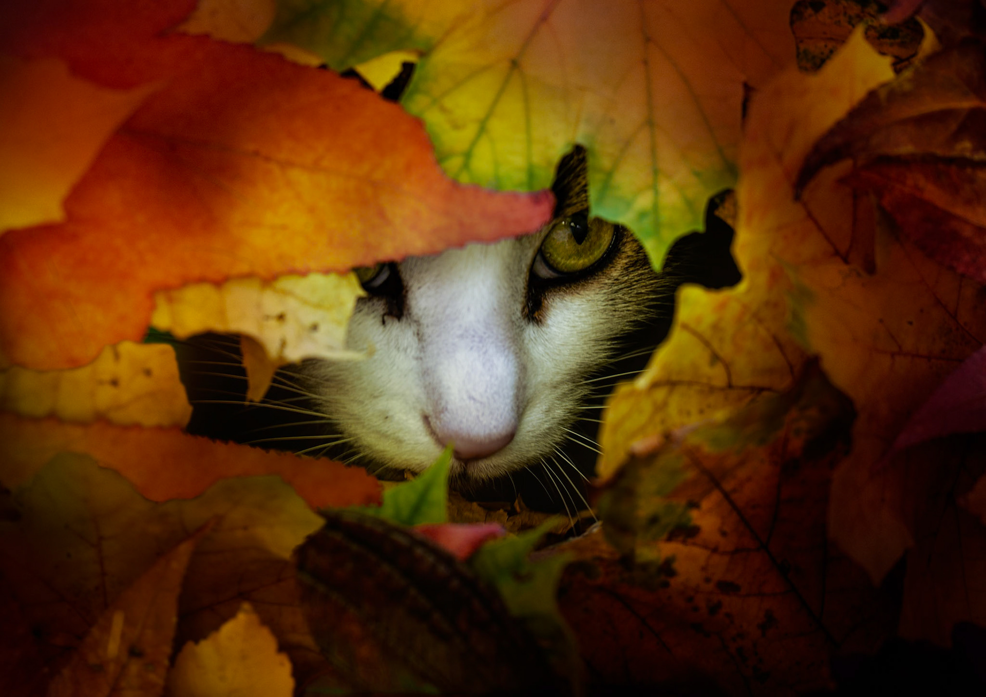 Chat-mouflage