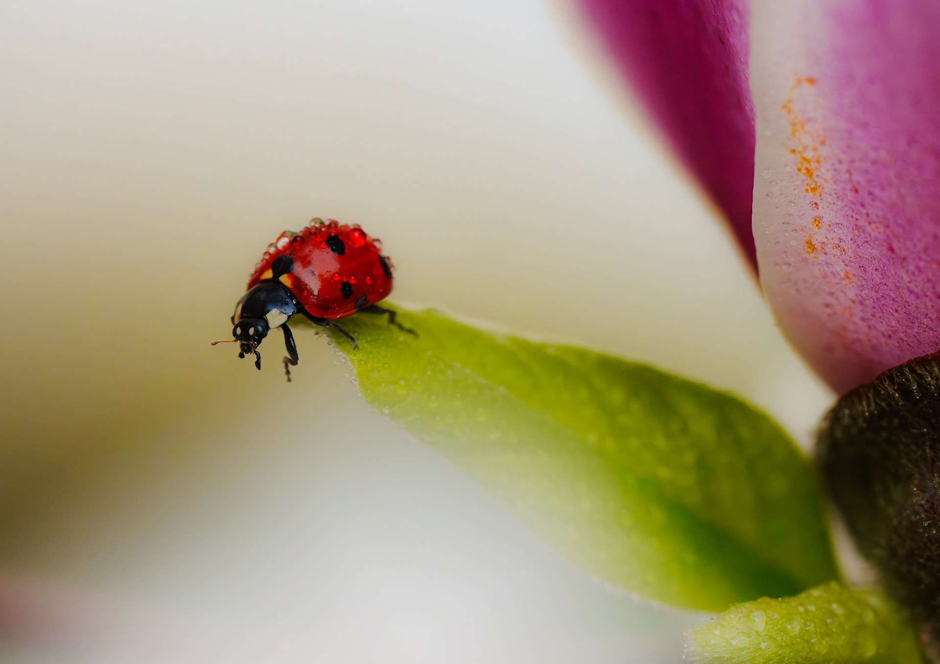 Coccinelle & Magnolia