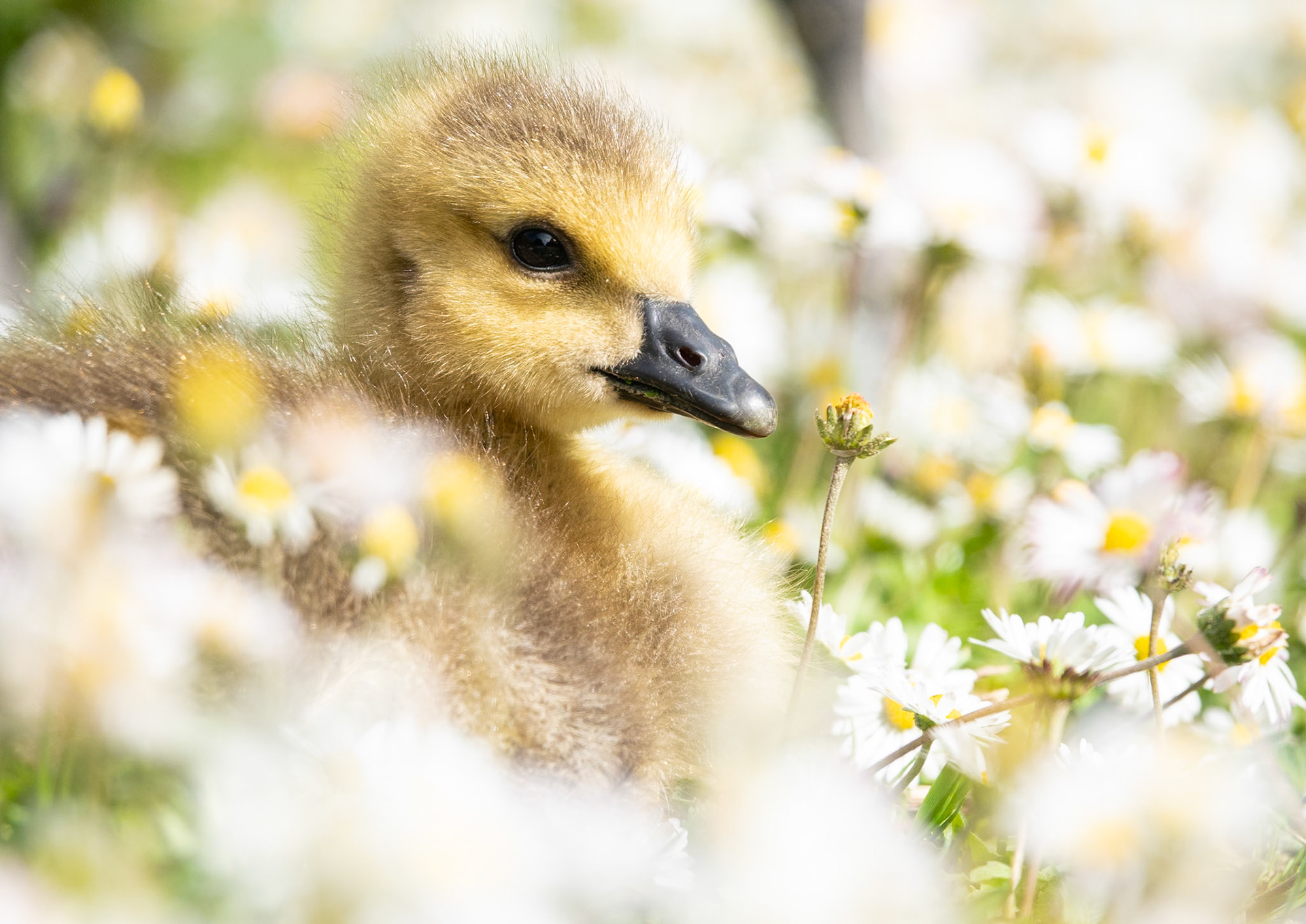 Dans les paquerettes 2