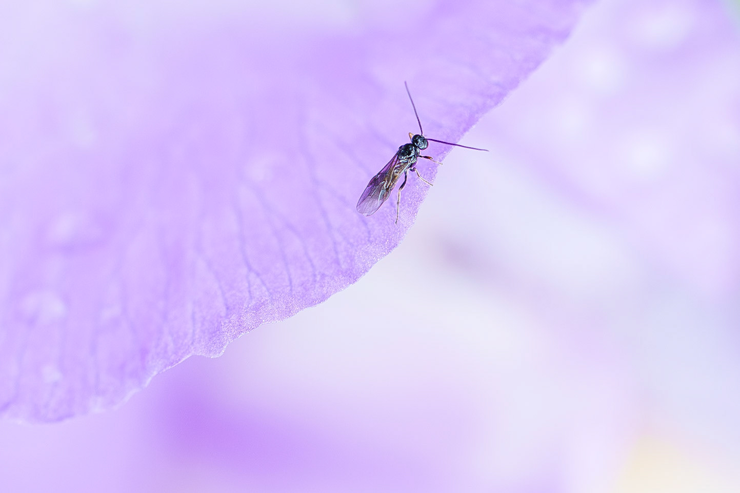la vie en mauve
