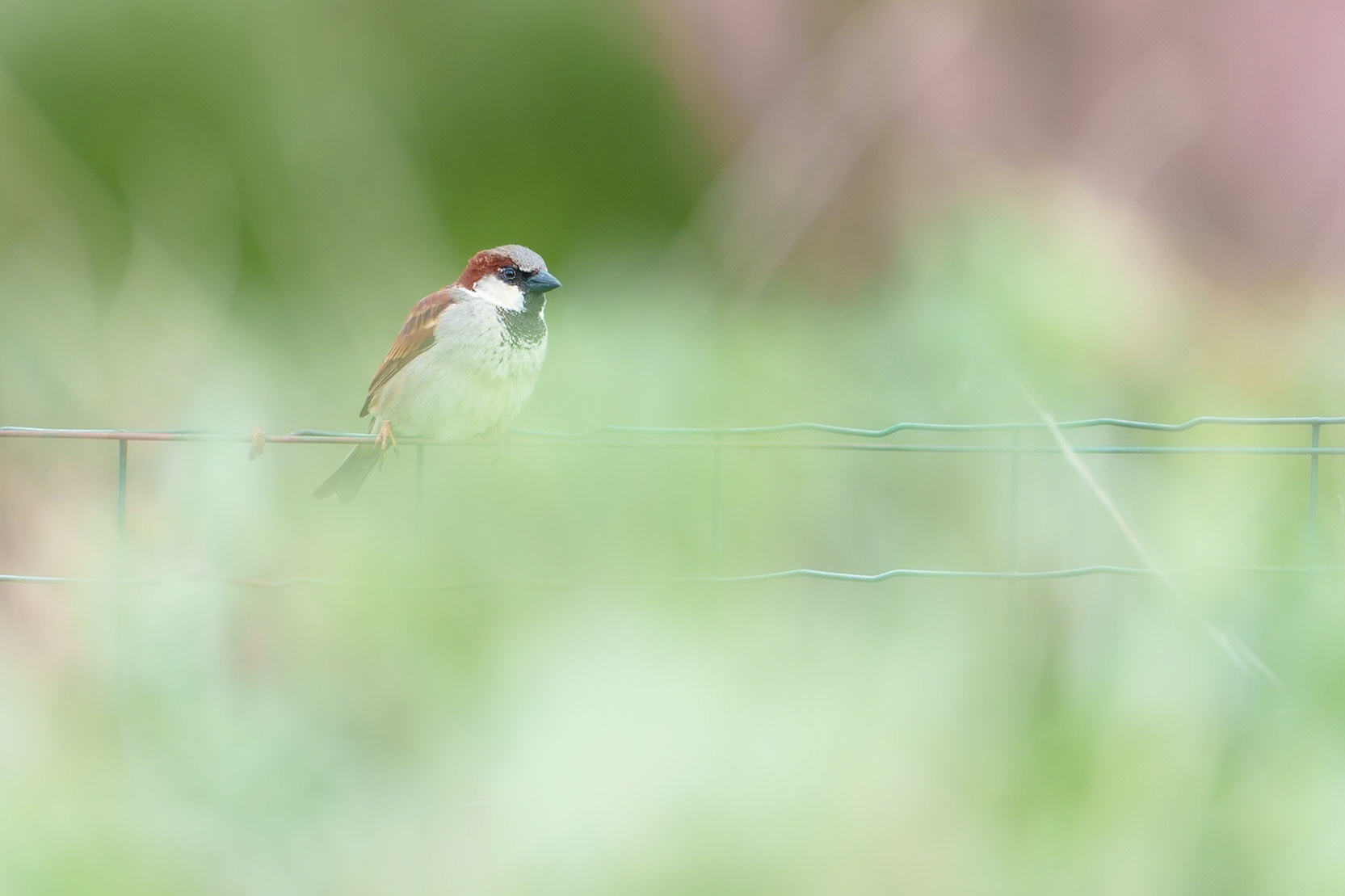 Moineau dans la haie