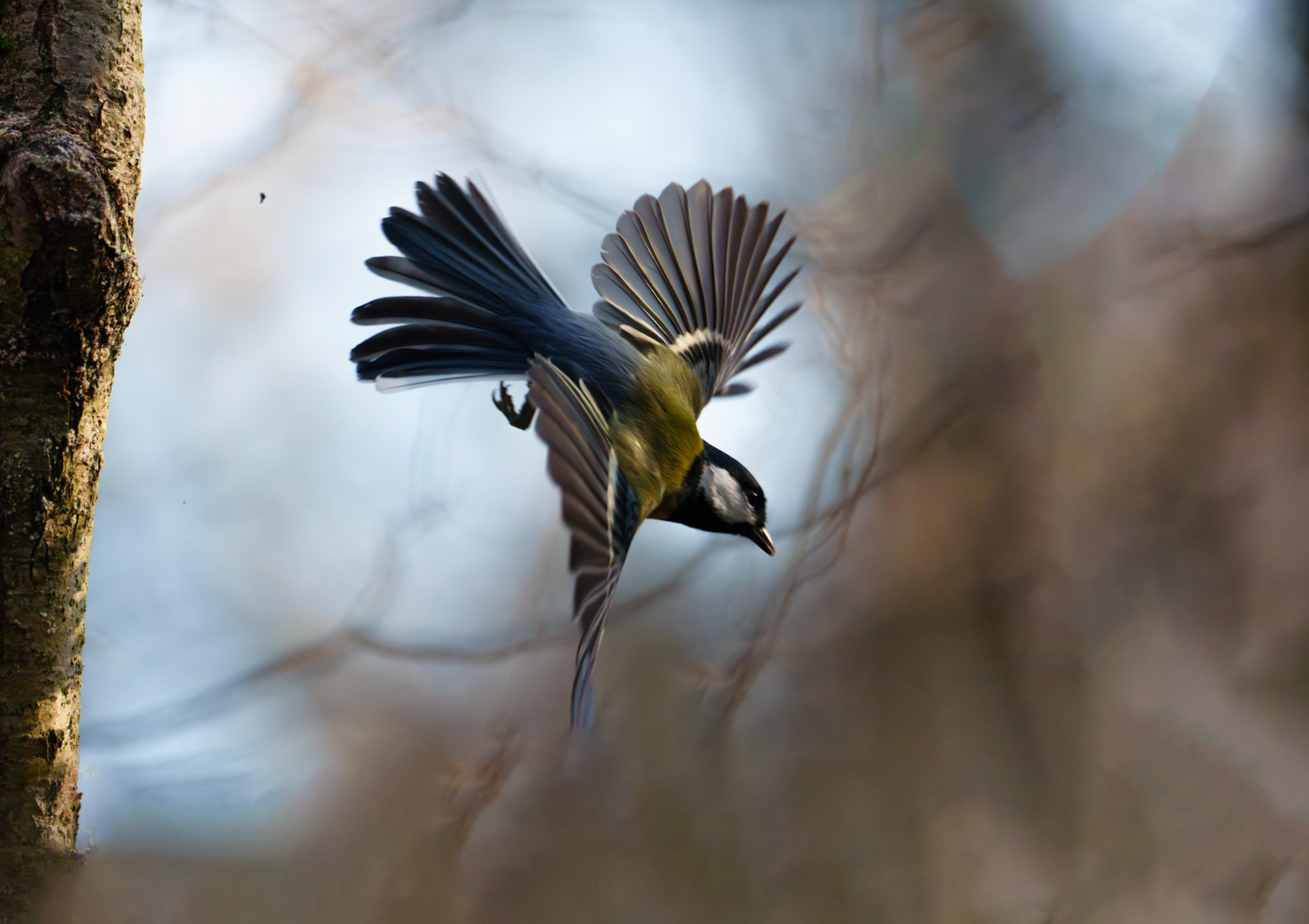 Mésange charbonnière