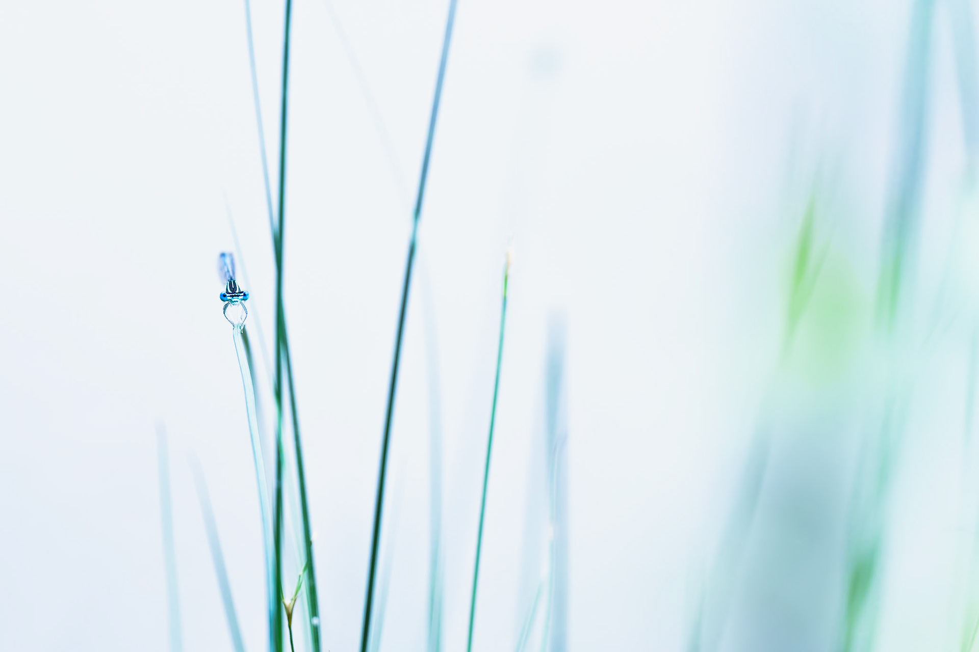 Demoiselle sur sa brindille