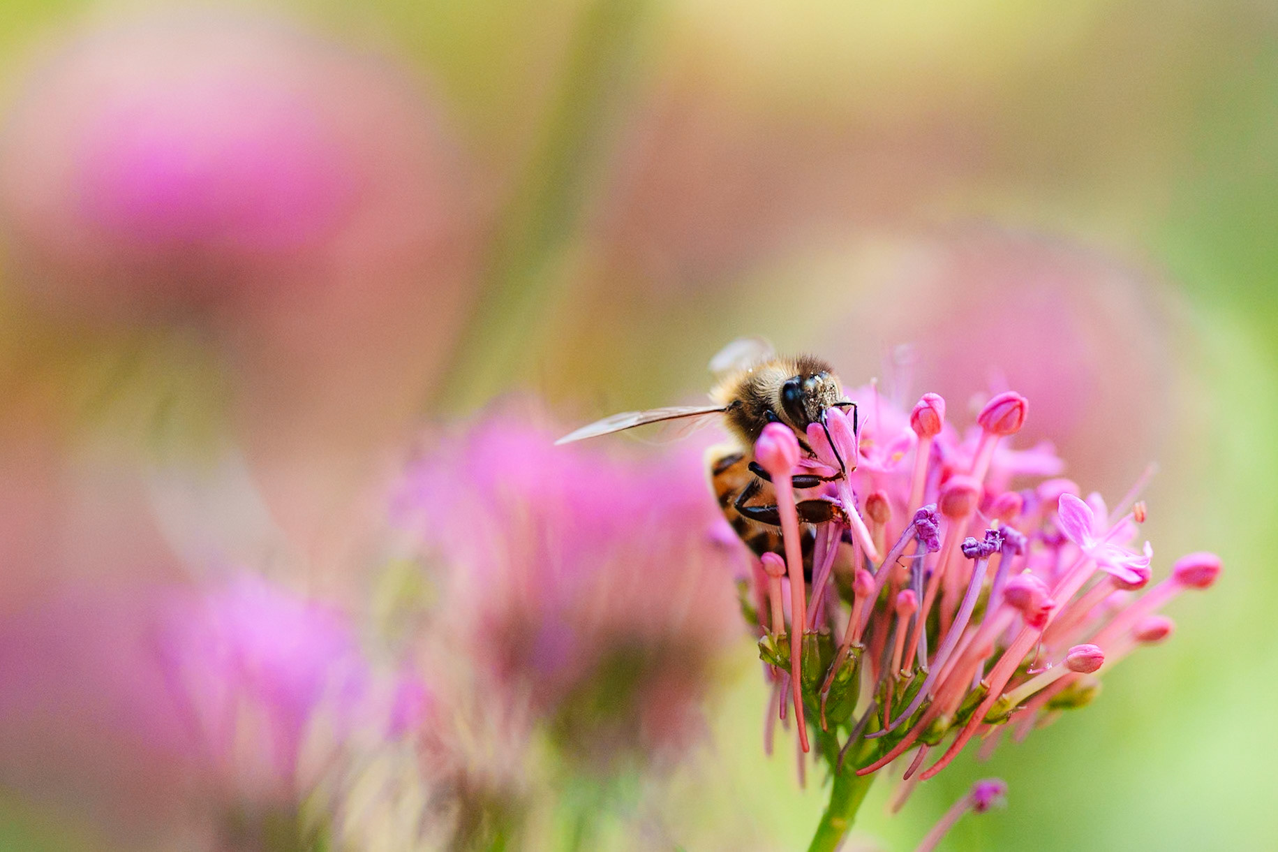 Abeille et valériane