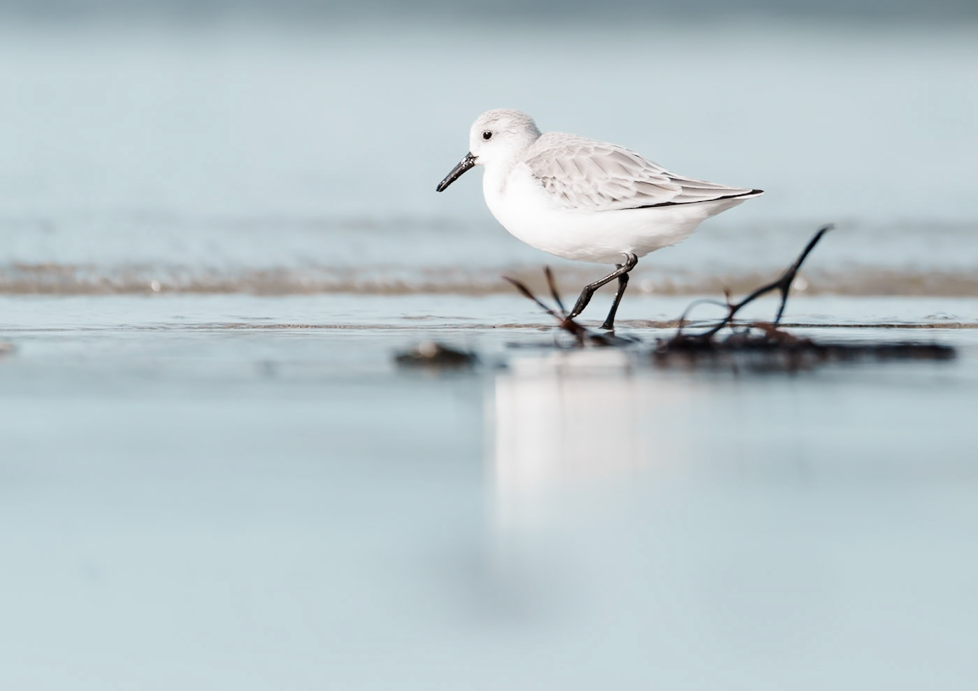 Bécasseau sanderling