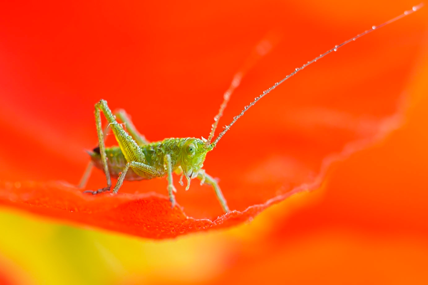 Sauterelle et coquelicot