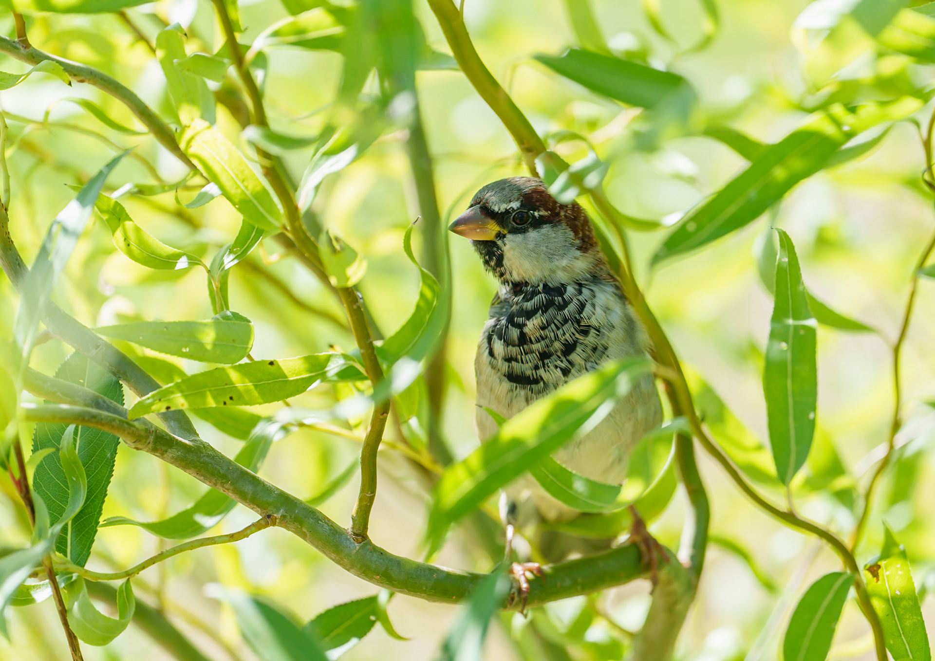 Moineau dans le saule