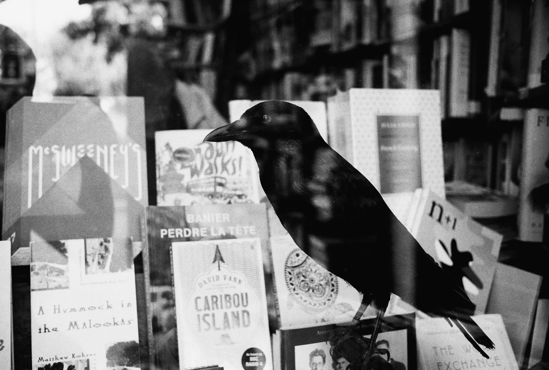 Le corbeau de Poe dans la vitrine de Shakespear & Co, en 2011. 
