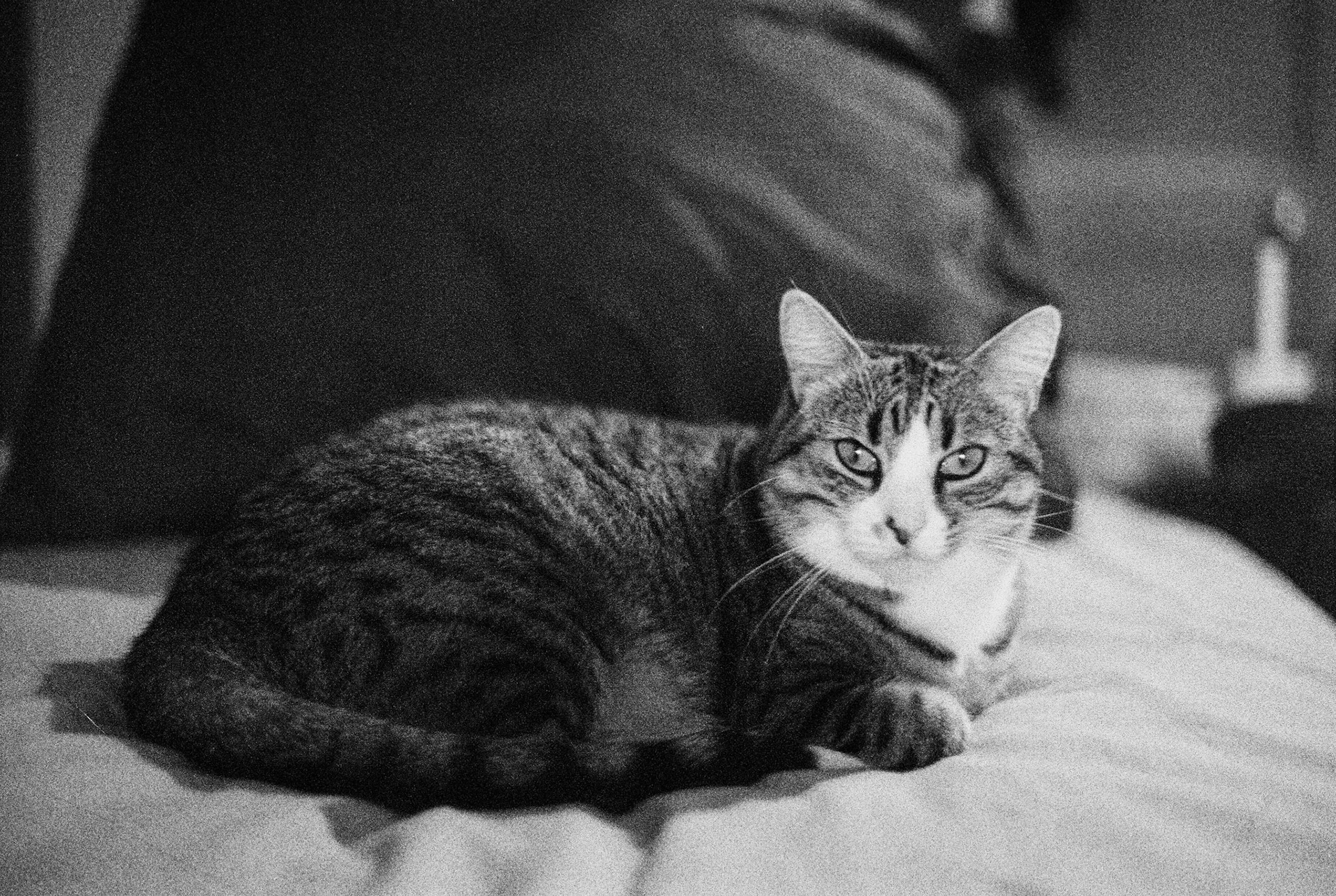 Mona Lisa, le samedi 29 octobre 2022.