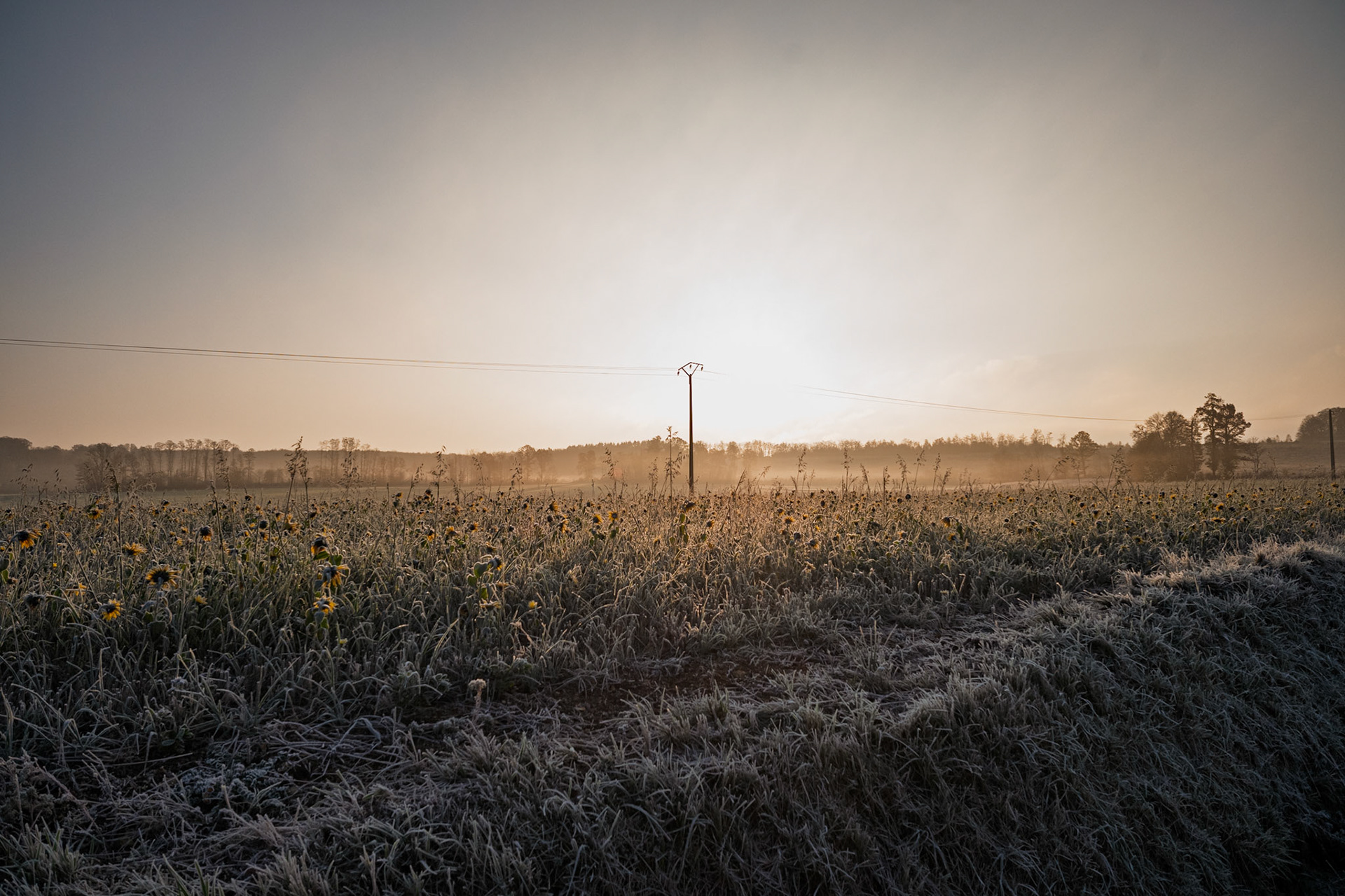 Les champs vers Montier-en-Der, tôt le matin, le 1er jours des gilets jaunes.