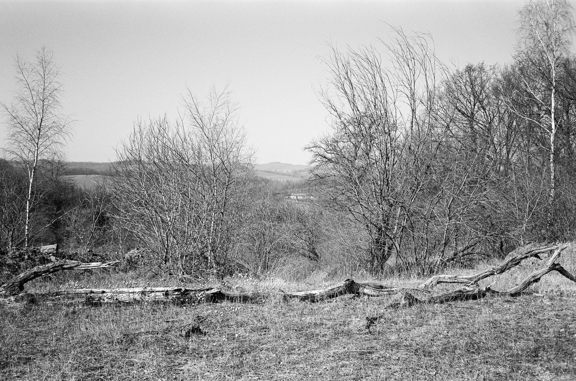 Totholz am Rande eines ehemaligen Steinrbuchs