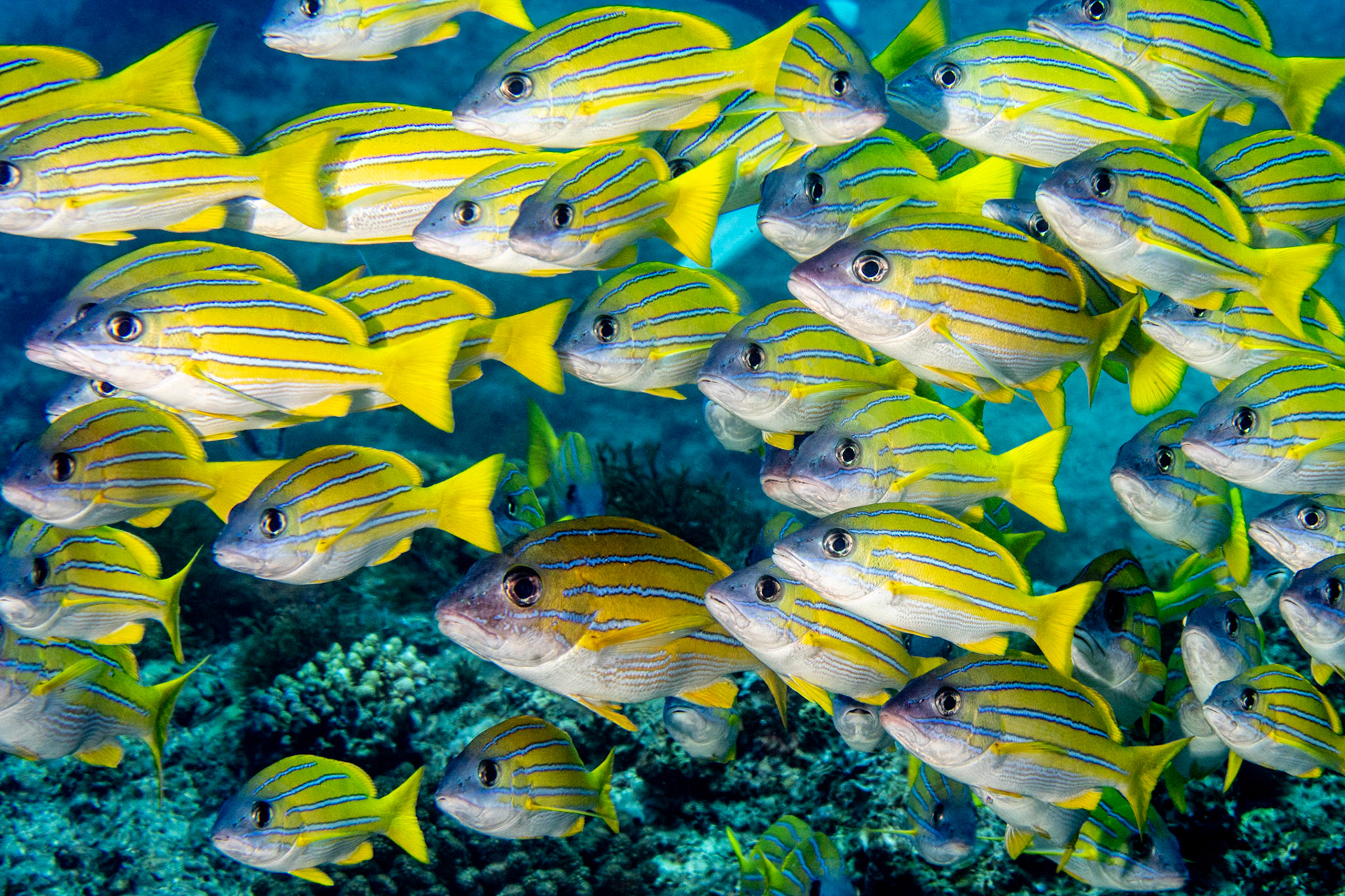 Common bluestripe snapper