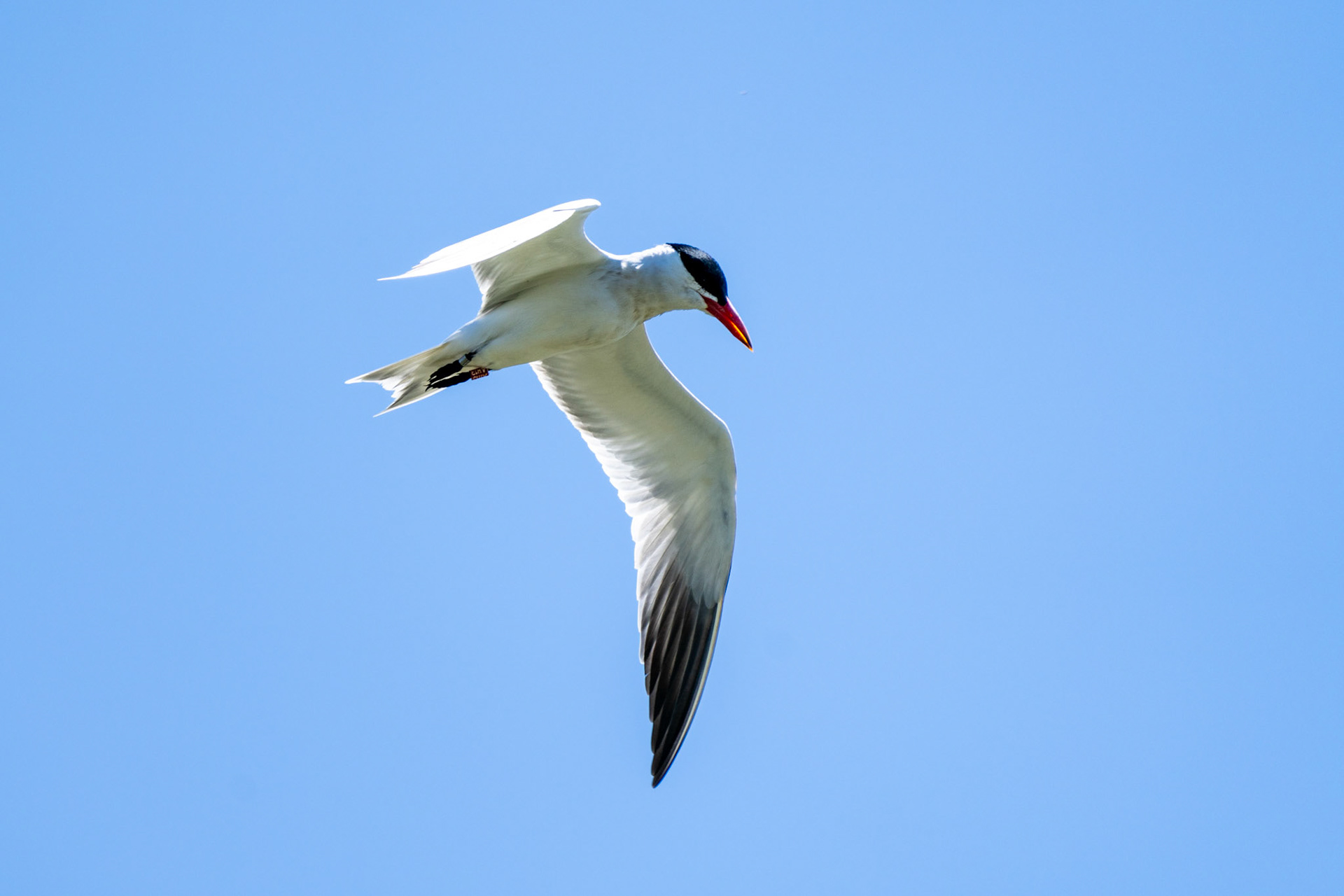 Common Tern