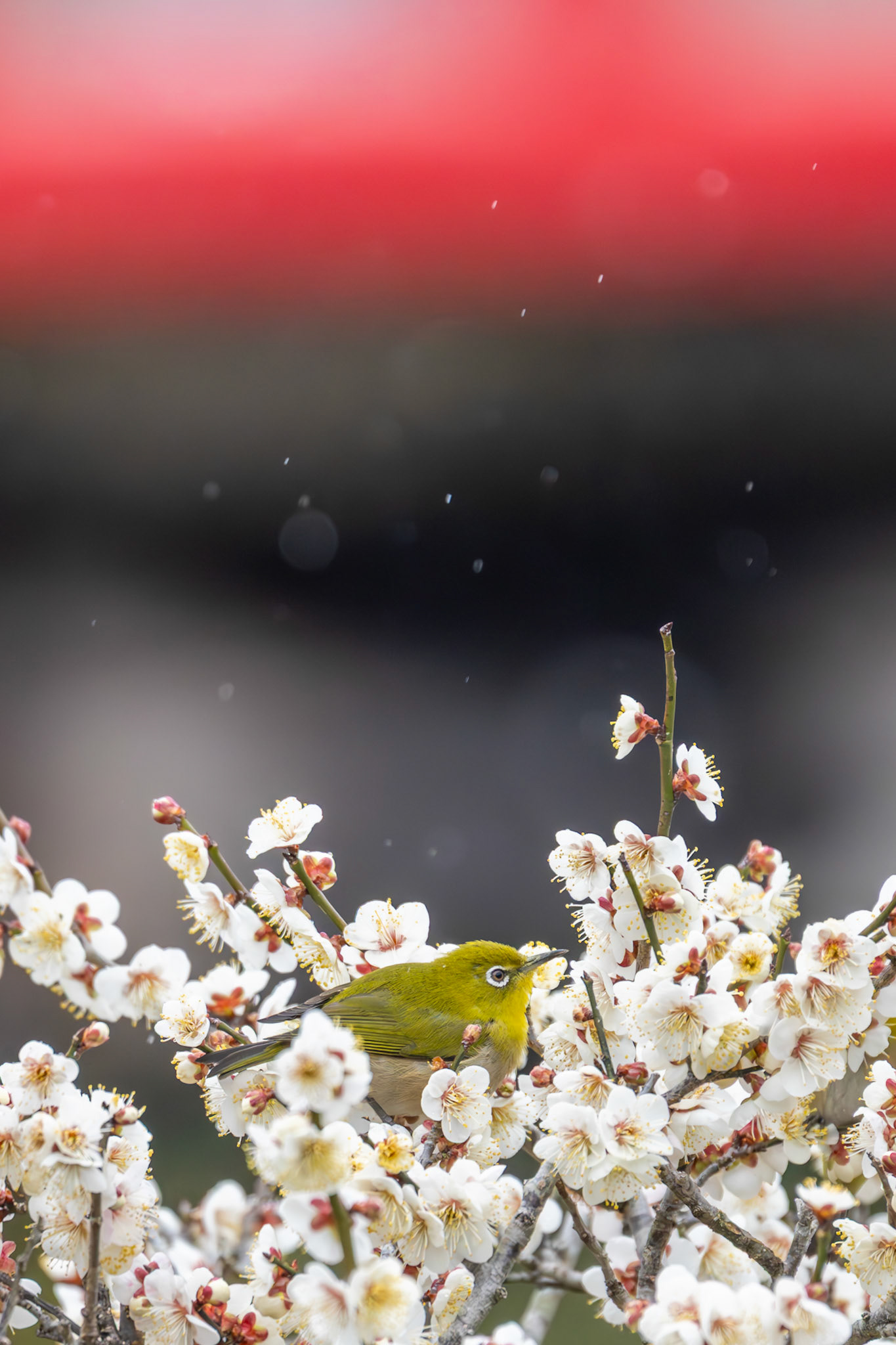 Japanese White eye