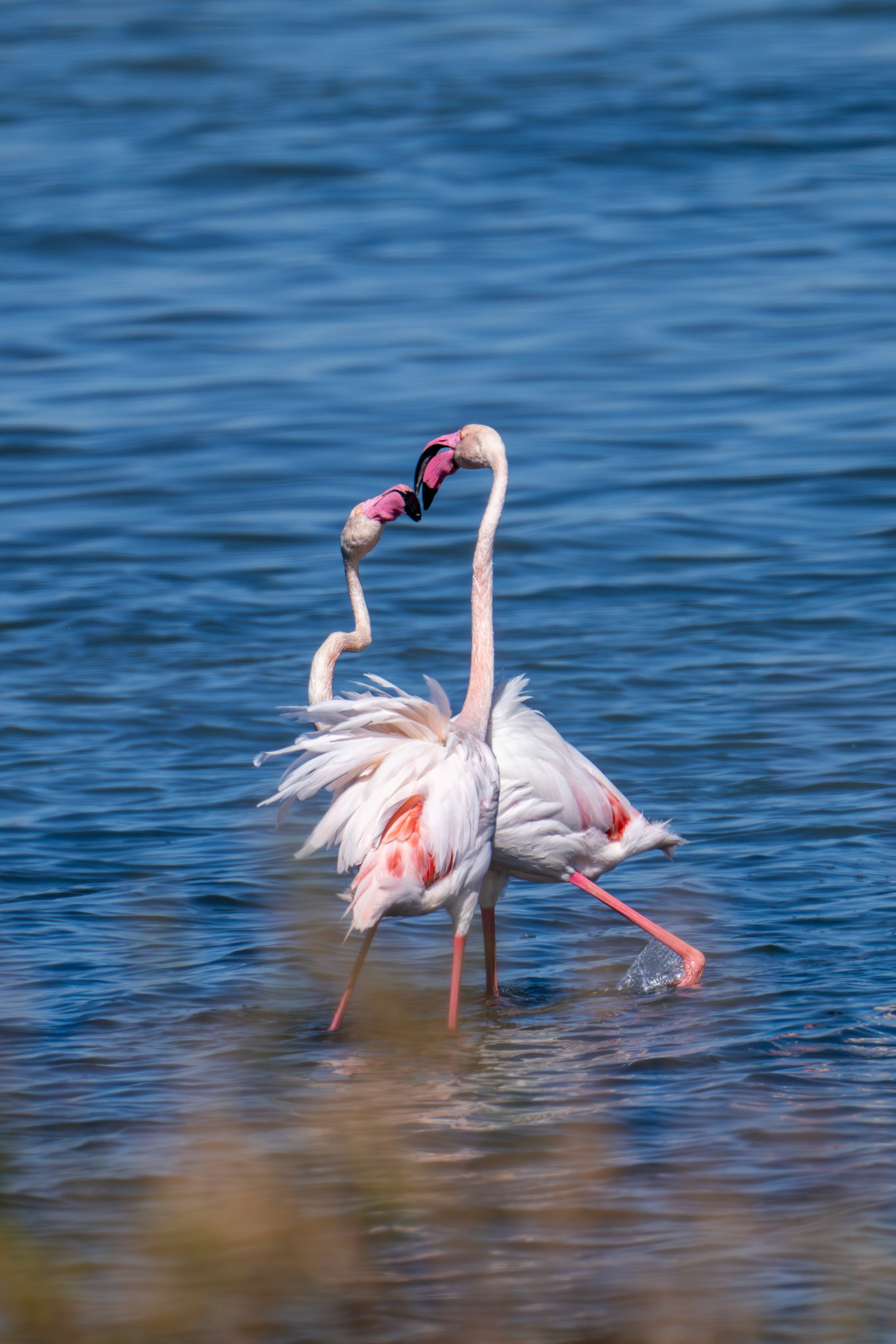 Flamingo