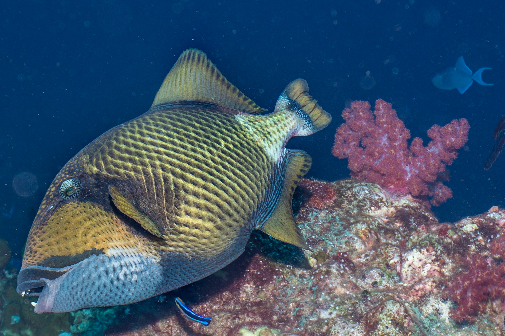 Tritan Triggerfish, not the most friendly of fish
