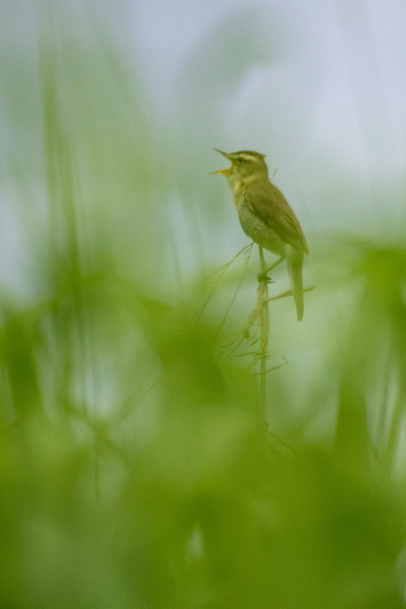 Japanese Reed Warbler (コヨシキリ)