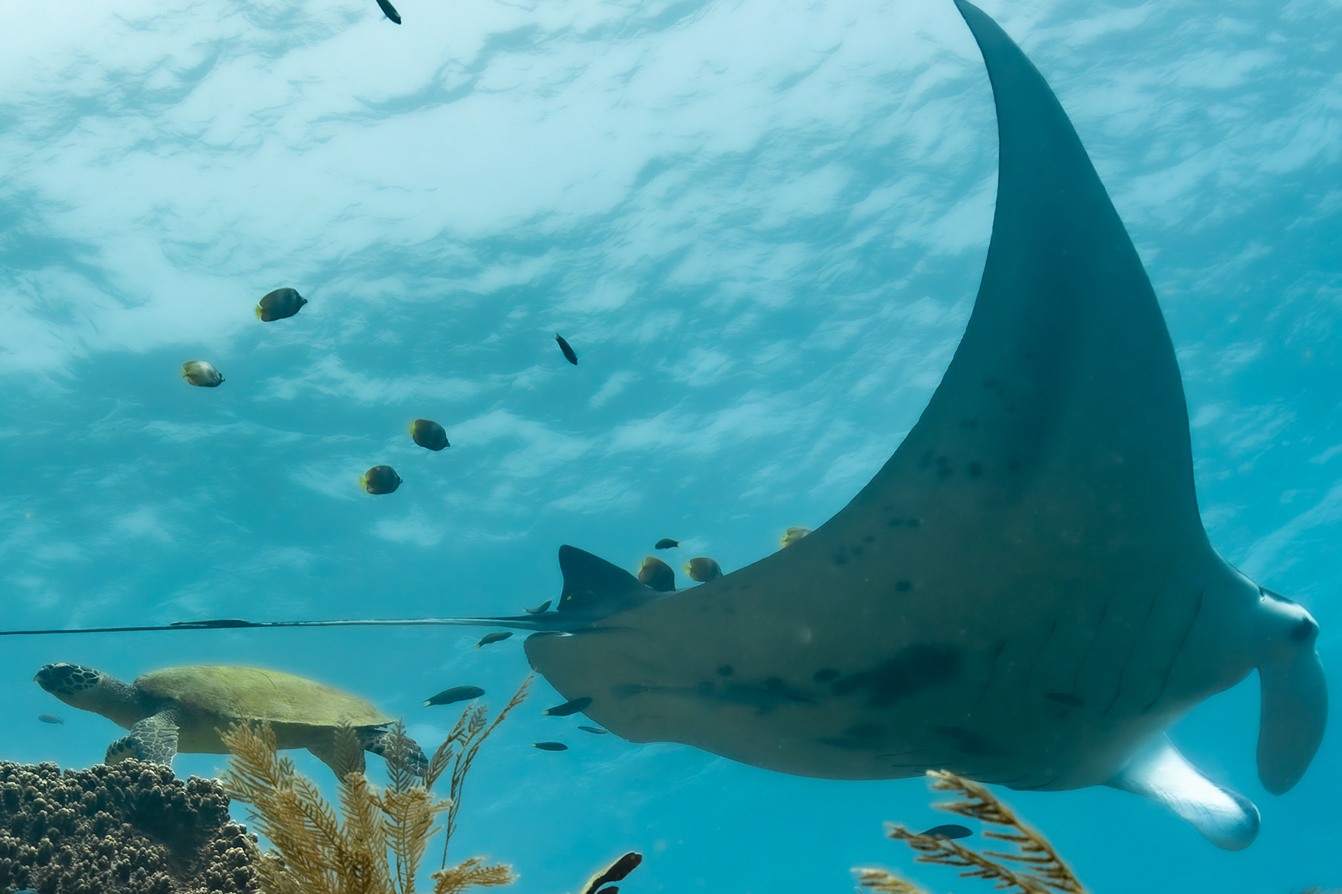 Manta and Turtle