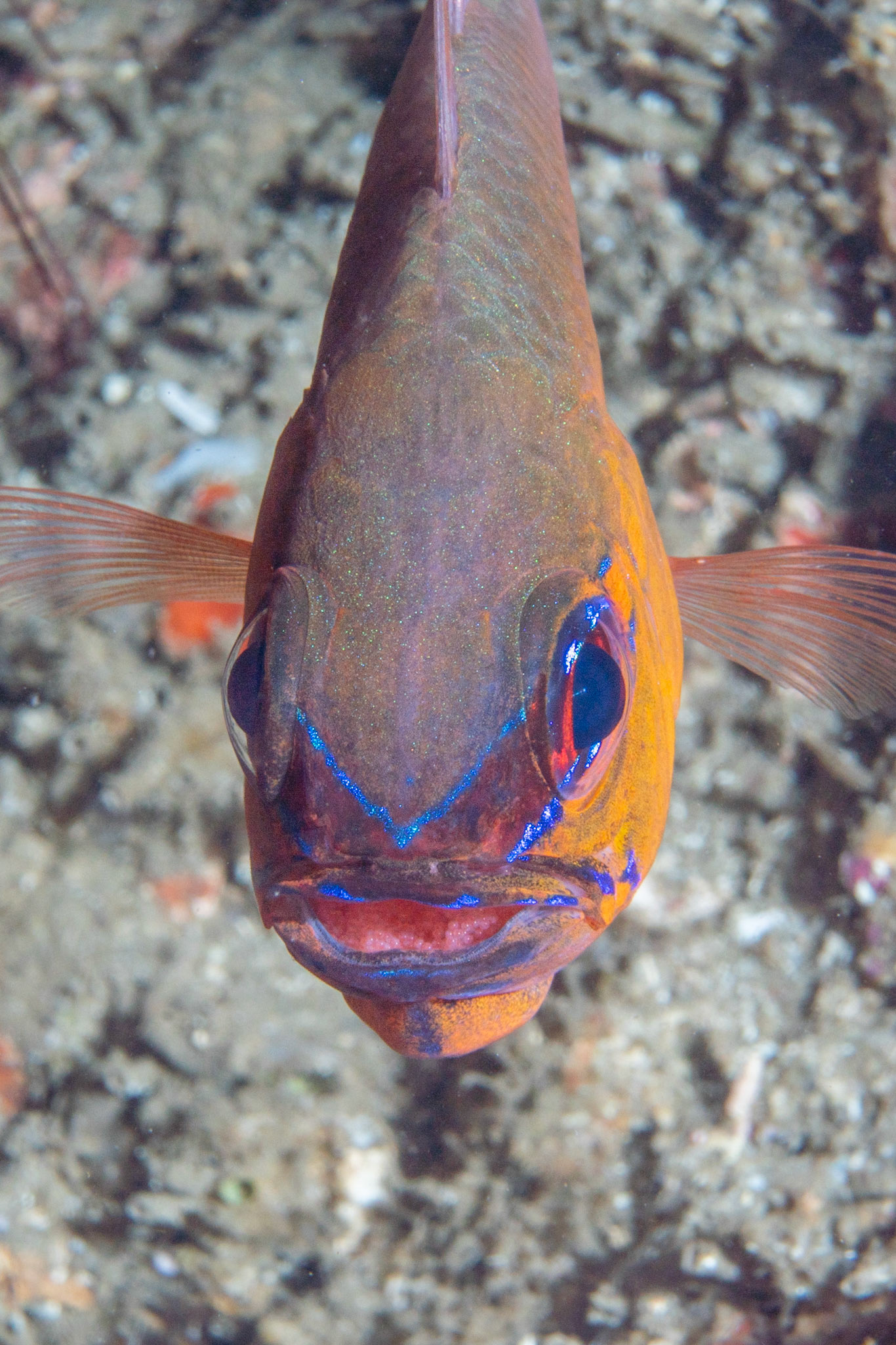 Surgeon fish with eggs in their mouth