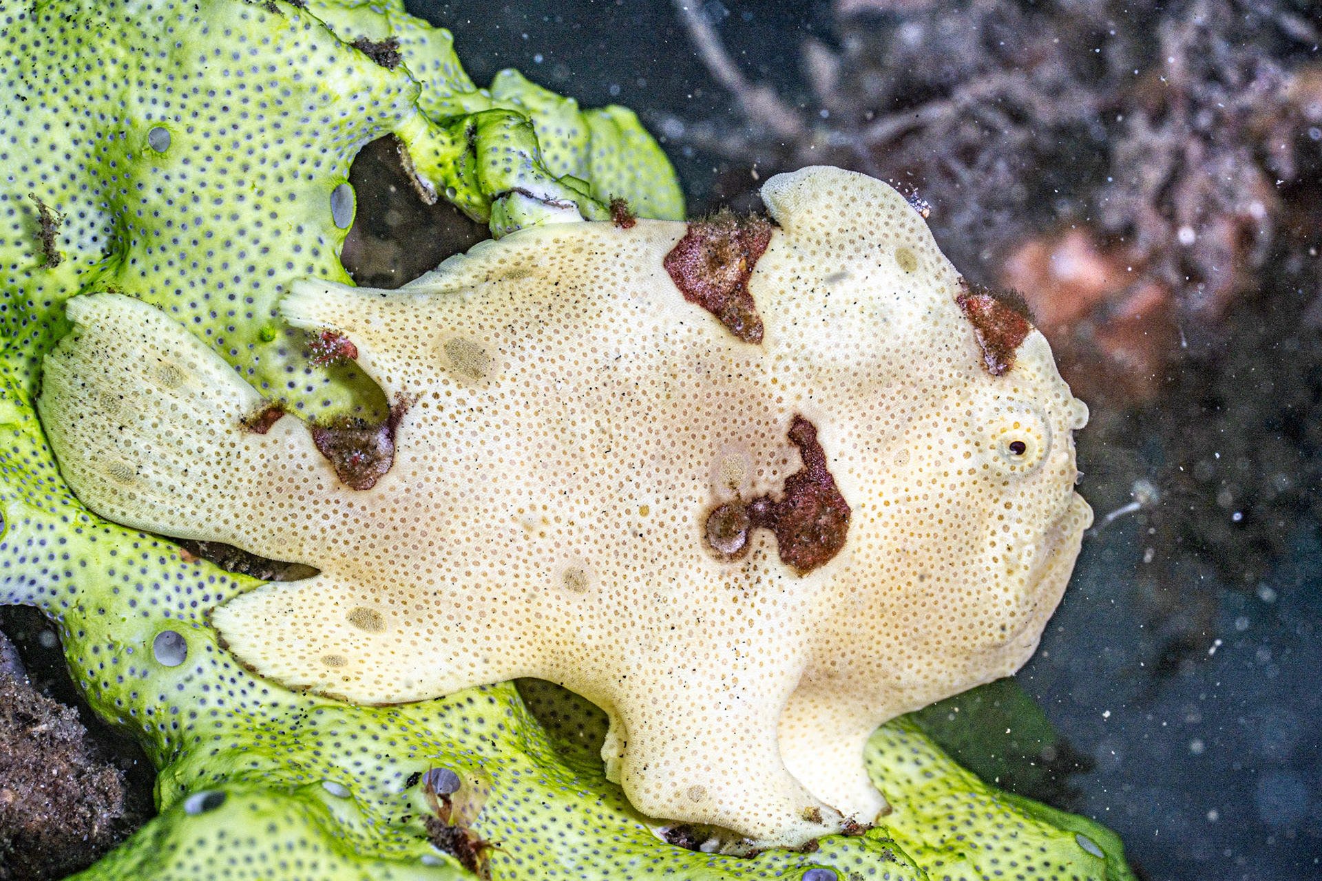 White painted frog fish