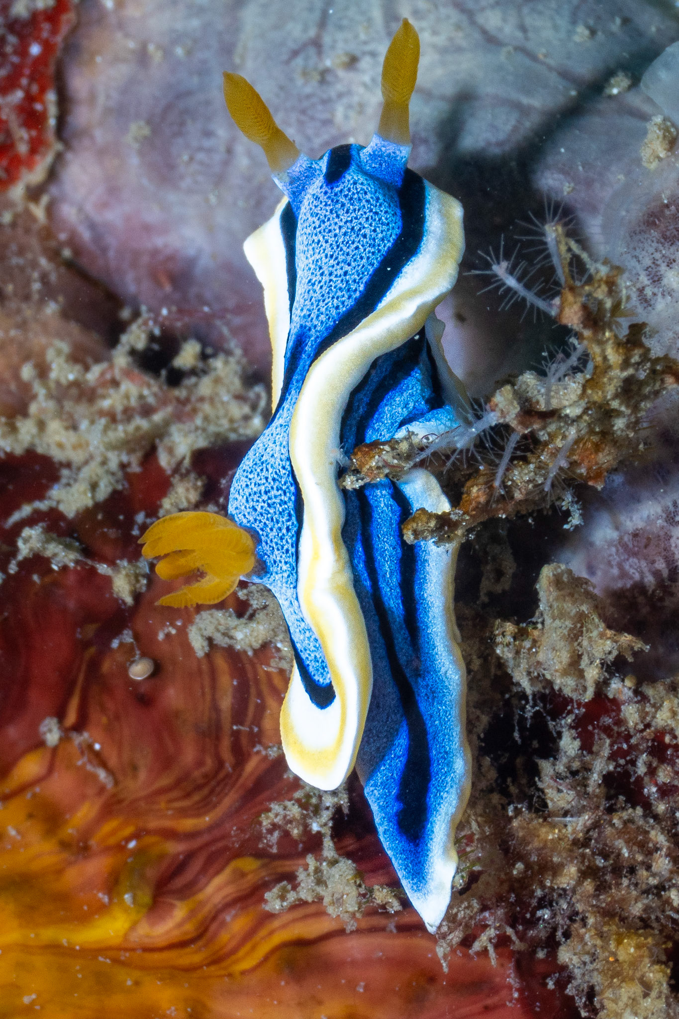 Chromodoris annae