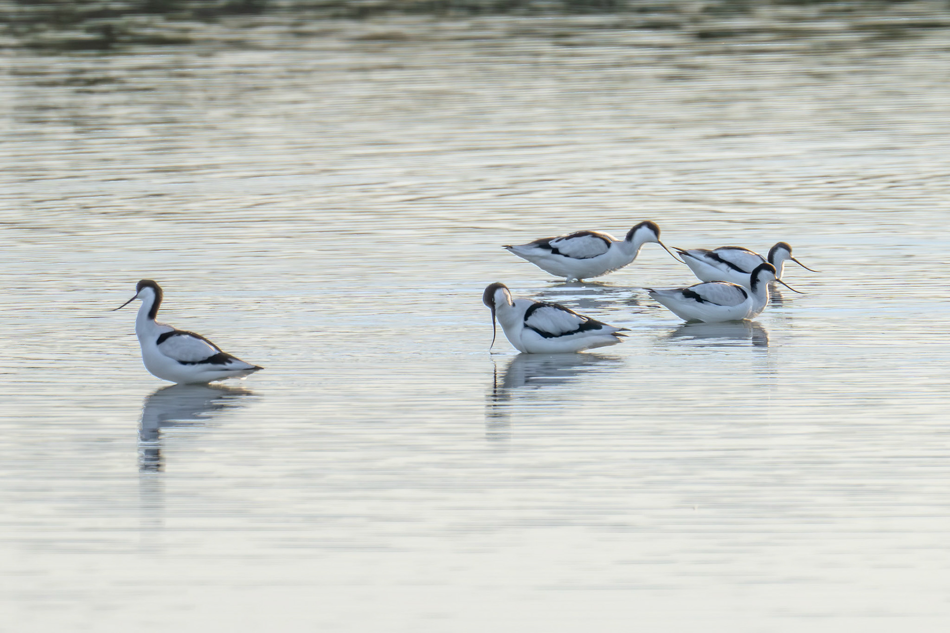 Avocet