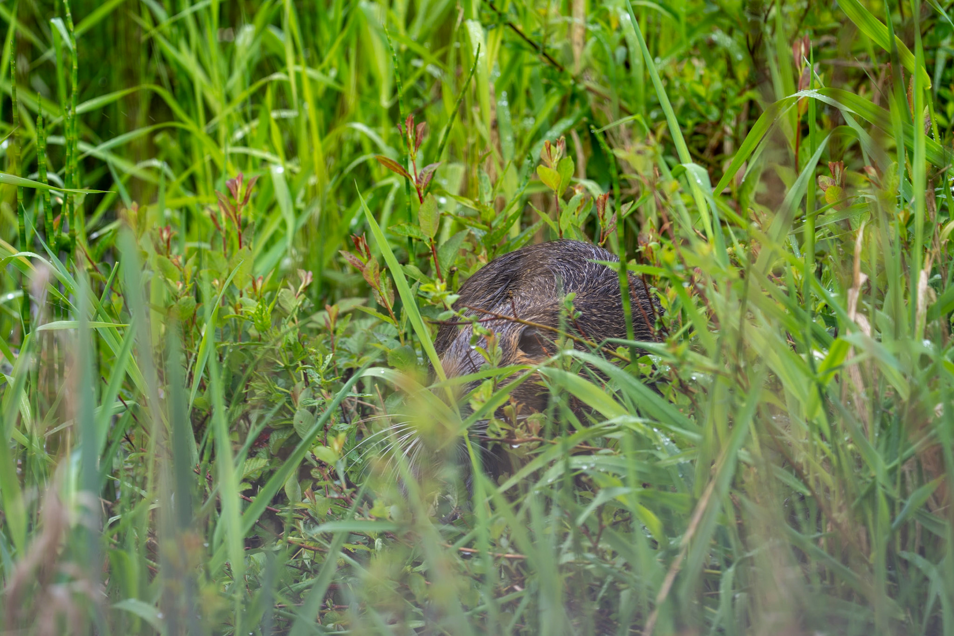 Capybara