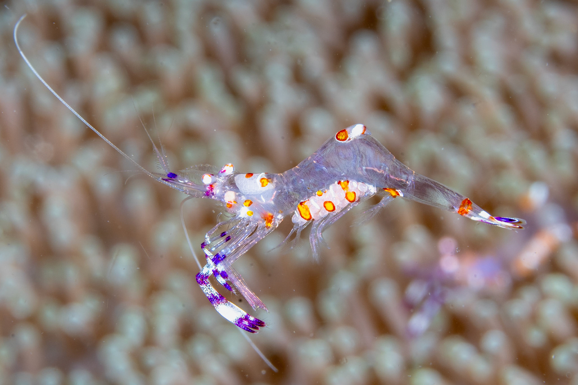 Anemone Shrimp (Periclimenes Holtuisi)