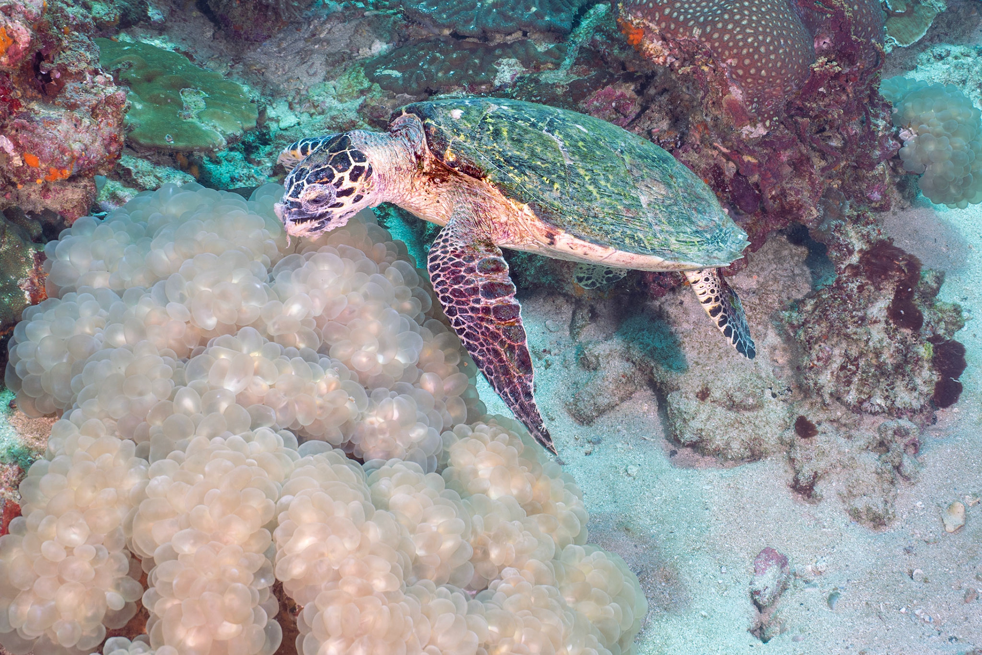 Turtles love bubble Coral