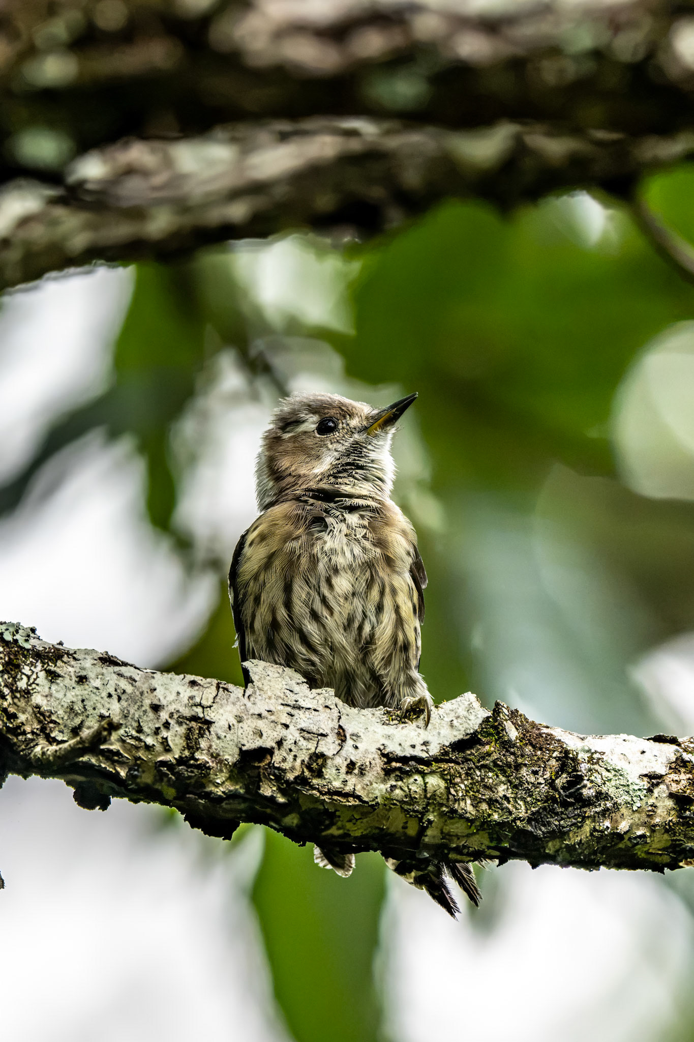 Japanese Pygamy Woodpecker