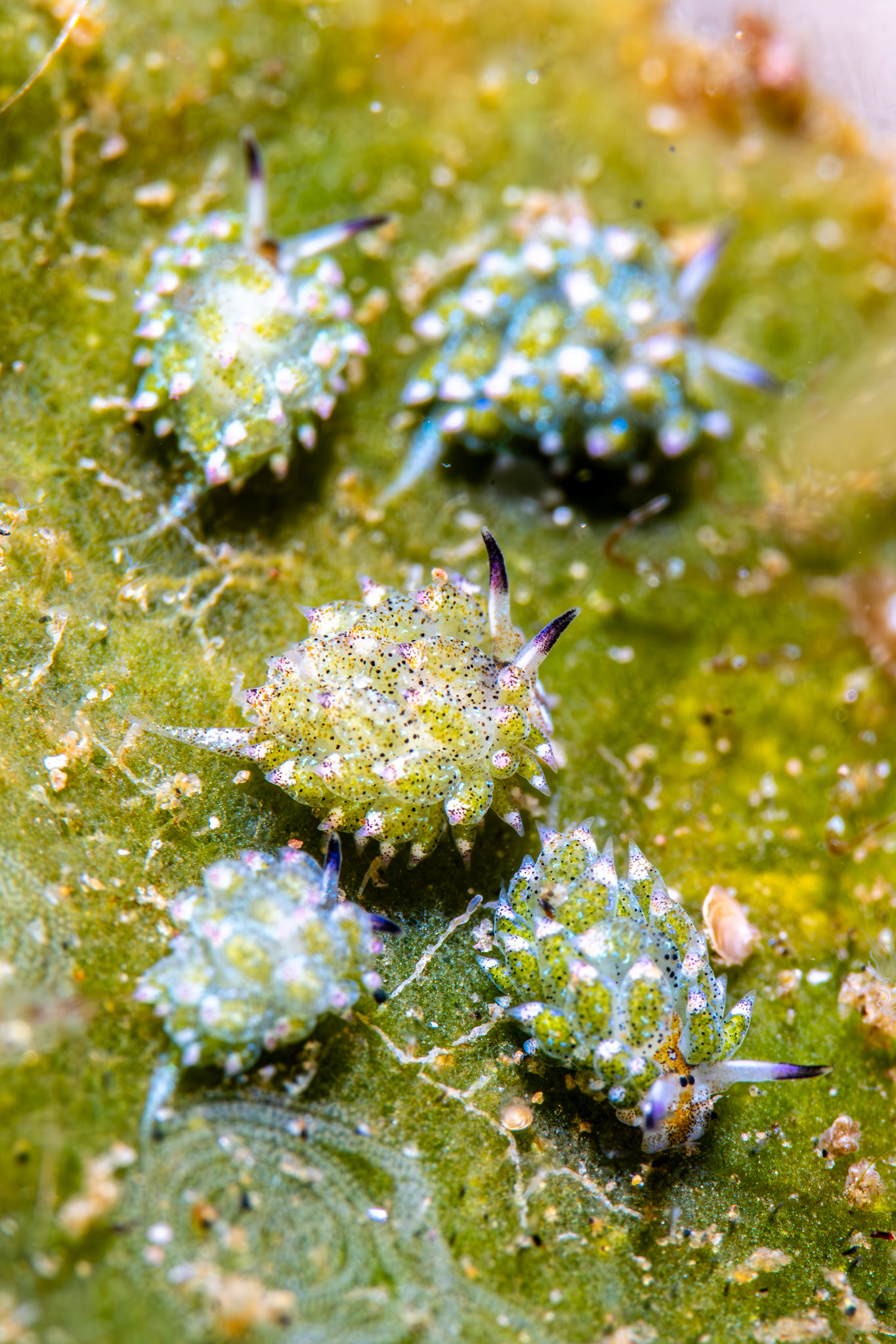 Costasiella kuroshimae, the slug named “Shaun the Sheep”