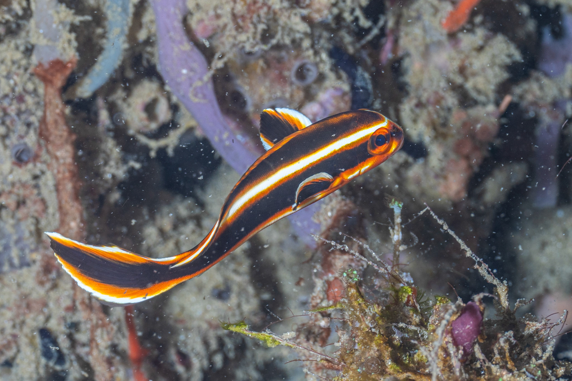 Stripped sweetlips juvenile