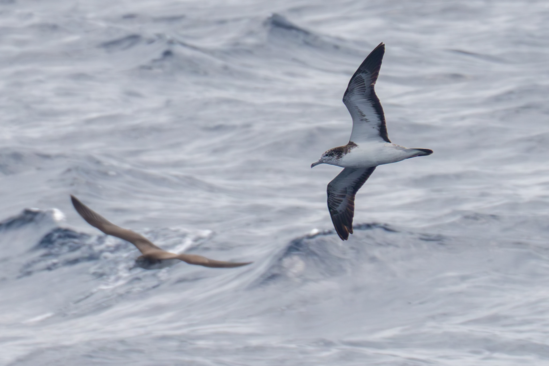 Wedge-tailed Shearwater,