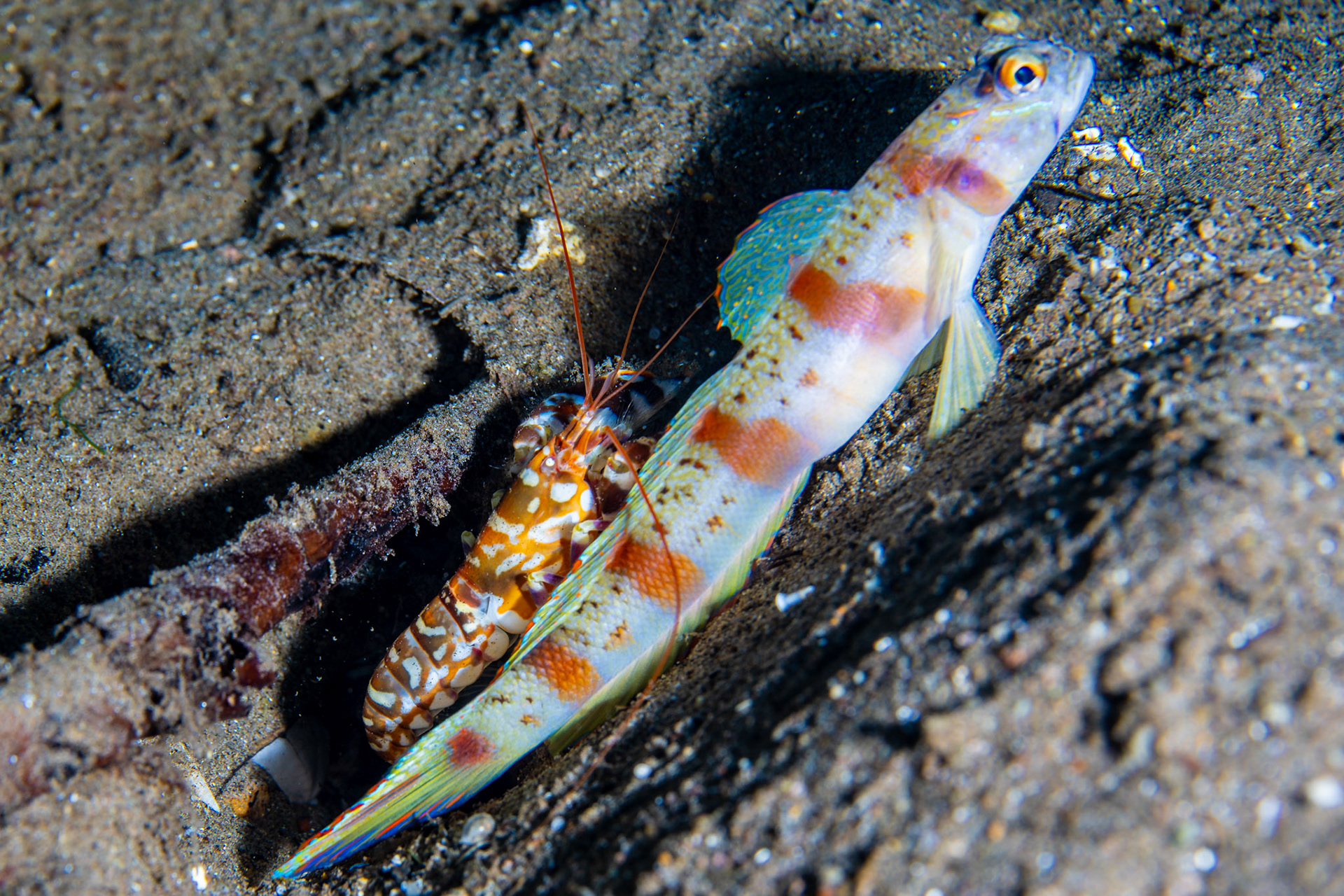 Goby and Blind Shrimp