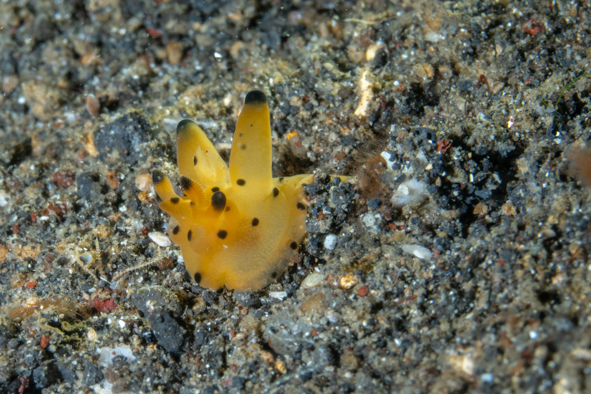 Thecacera (AKA Pikachu)