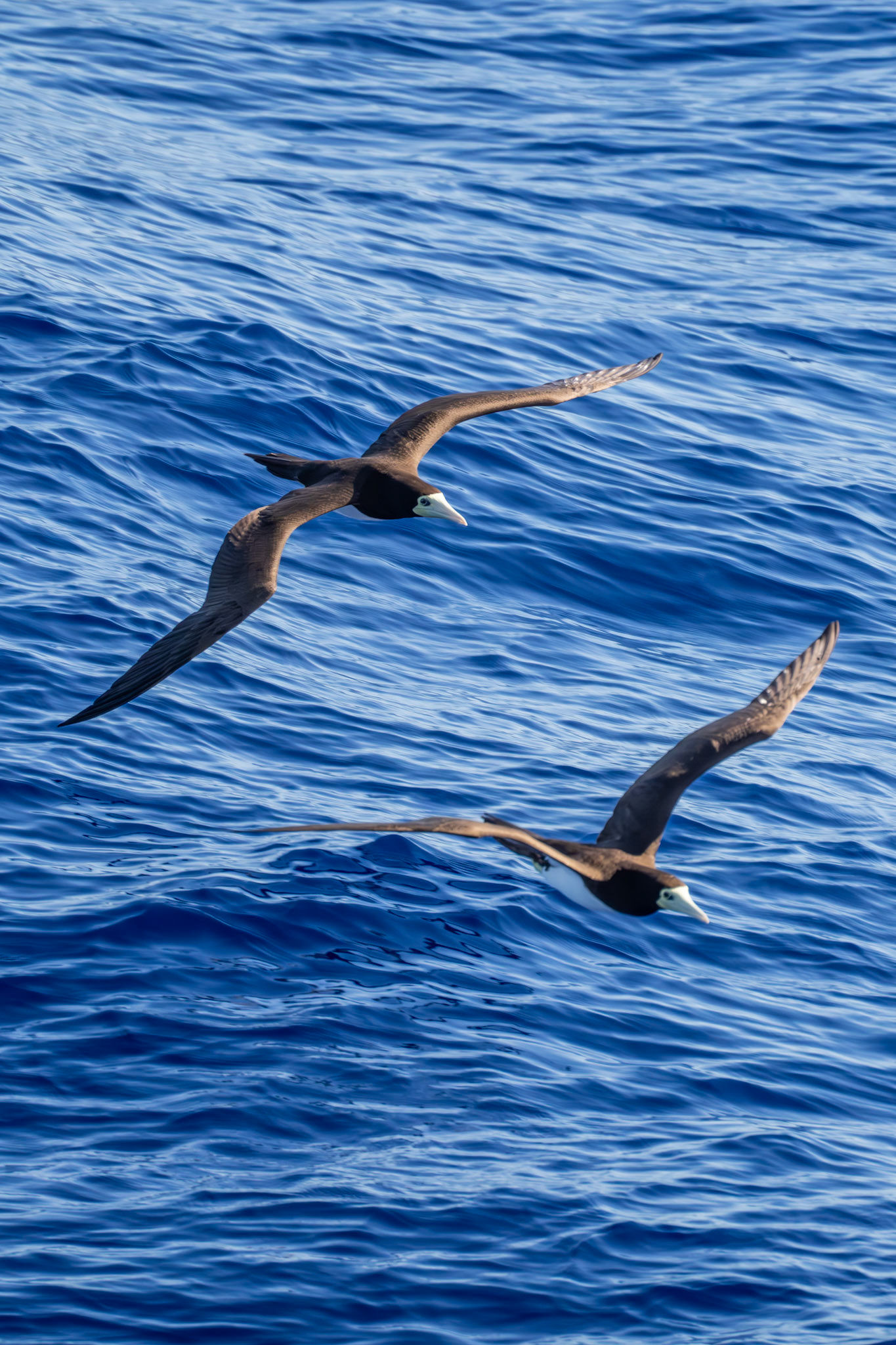 Brown Booby