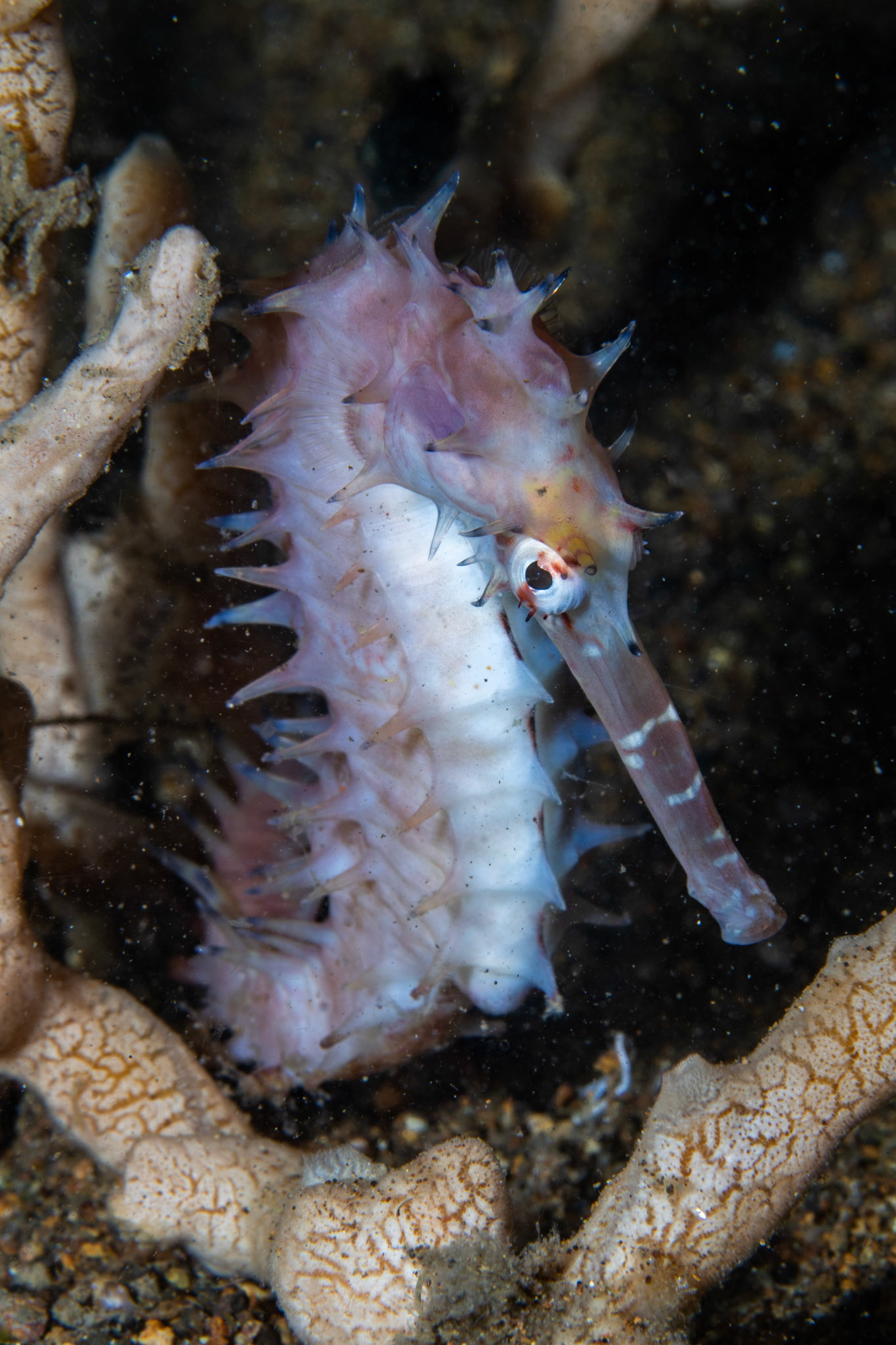 Spiny Seahorse (Hippocampus Histrix)