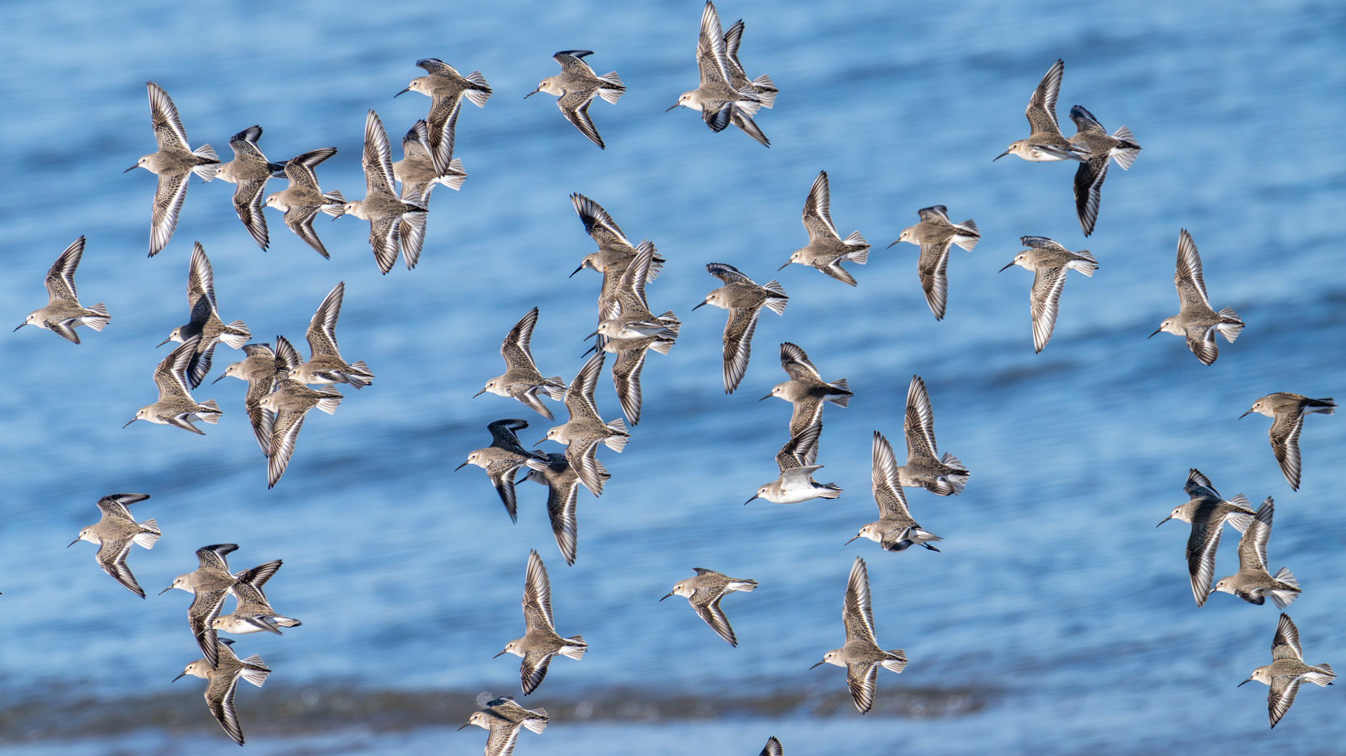 Dunlin in Japan
