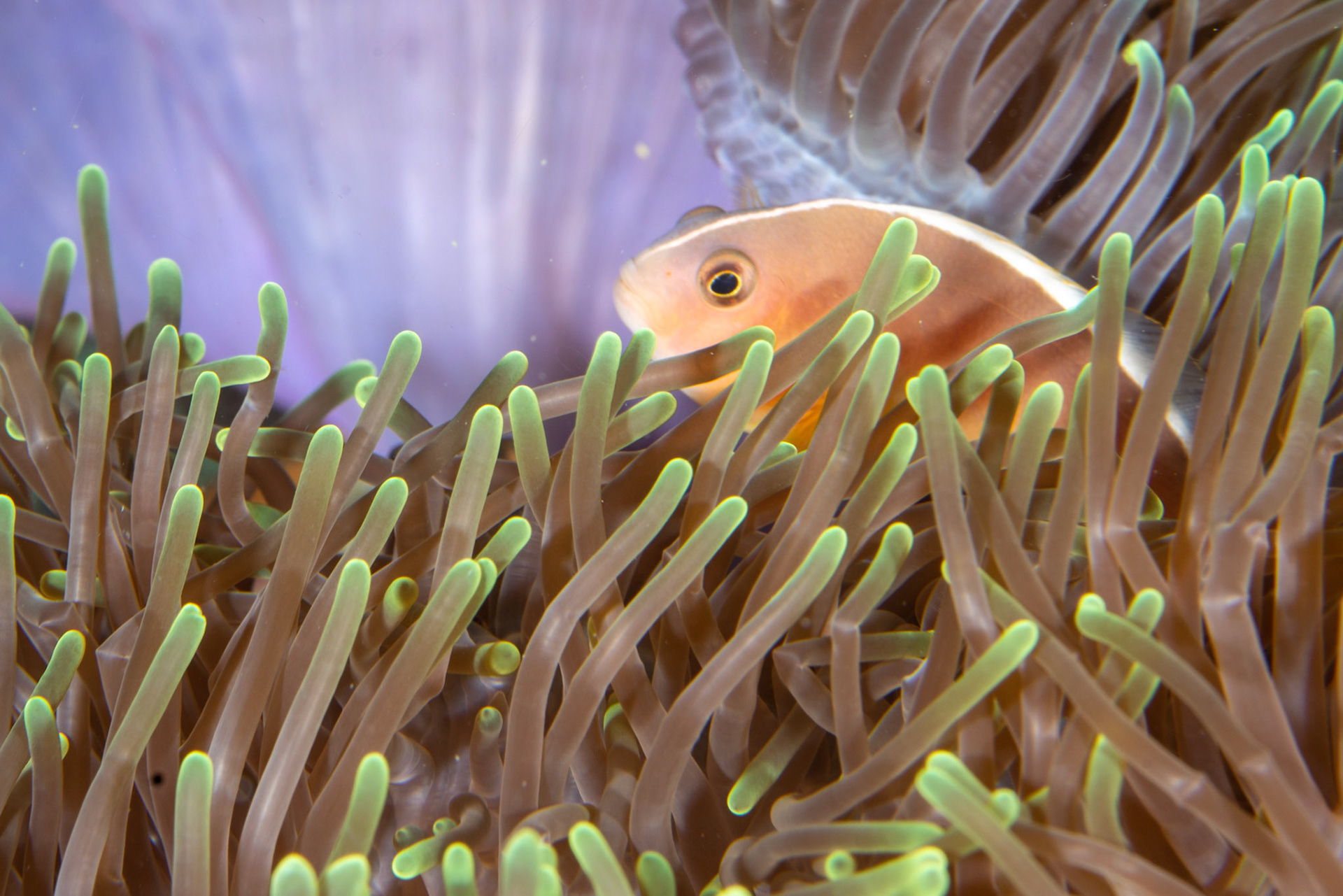 Skunk Anemone fish