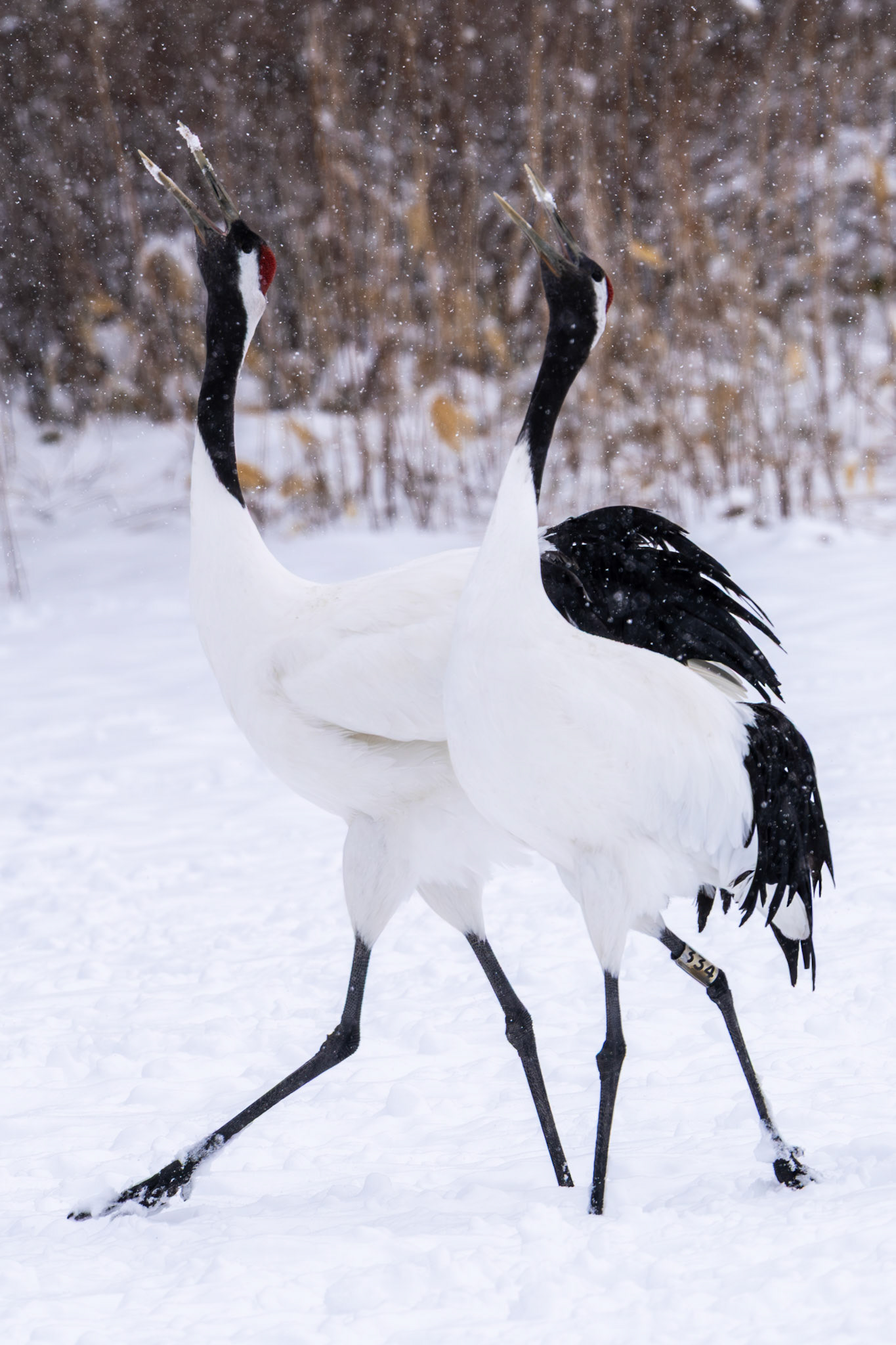 Red-crowned crane 丹頂鶴