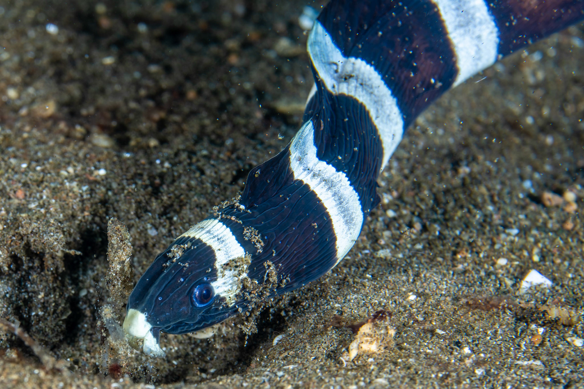 Banded sea snake