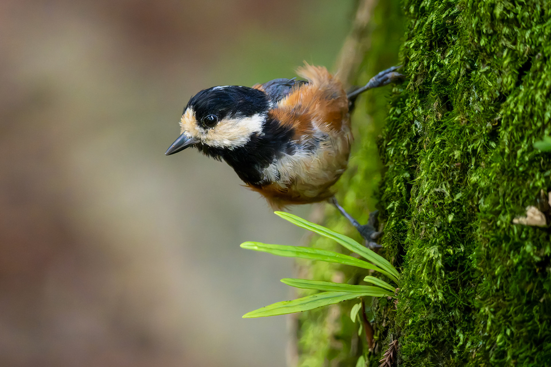 Varied Tit