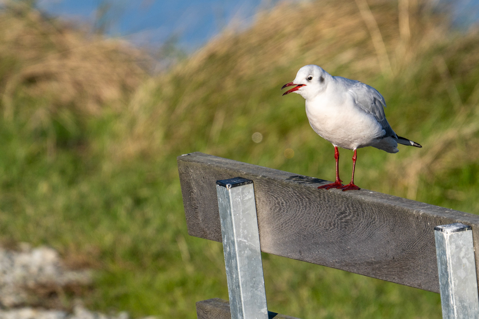 Black Headed Gull