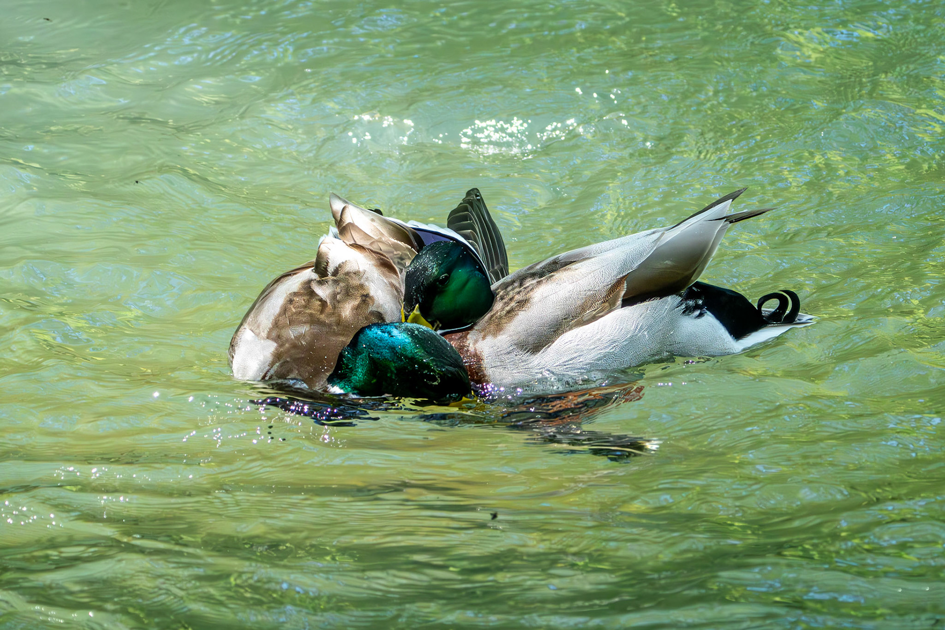 Mallard fighting