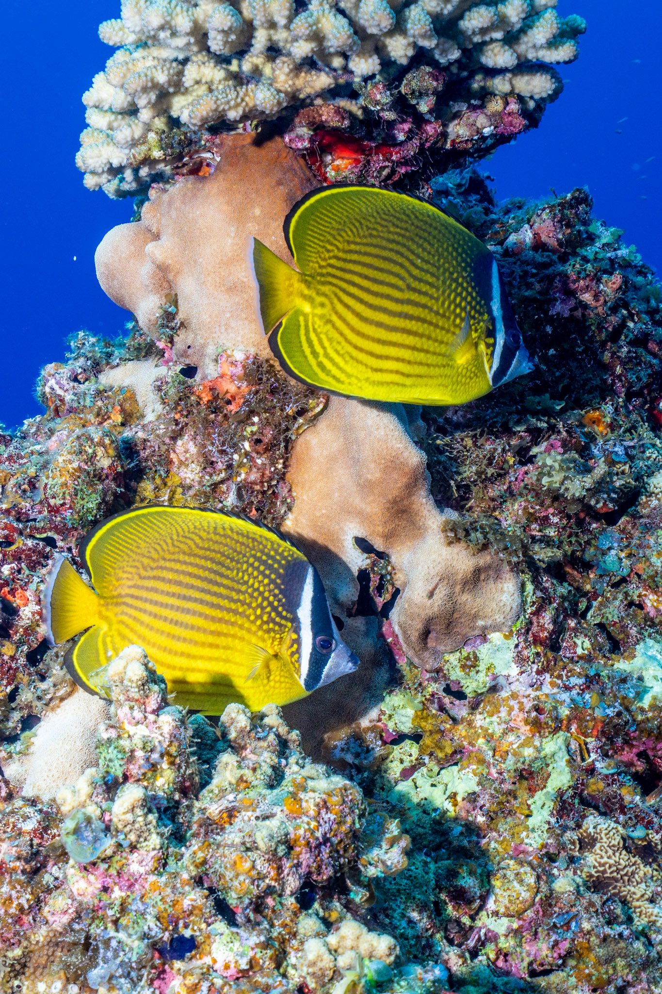 Oriental butterflyfish