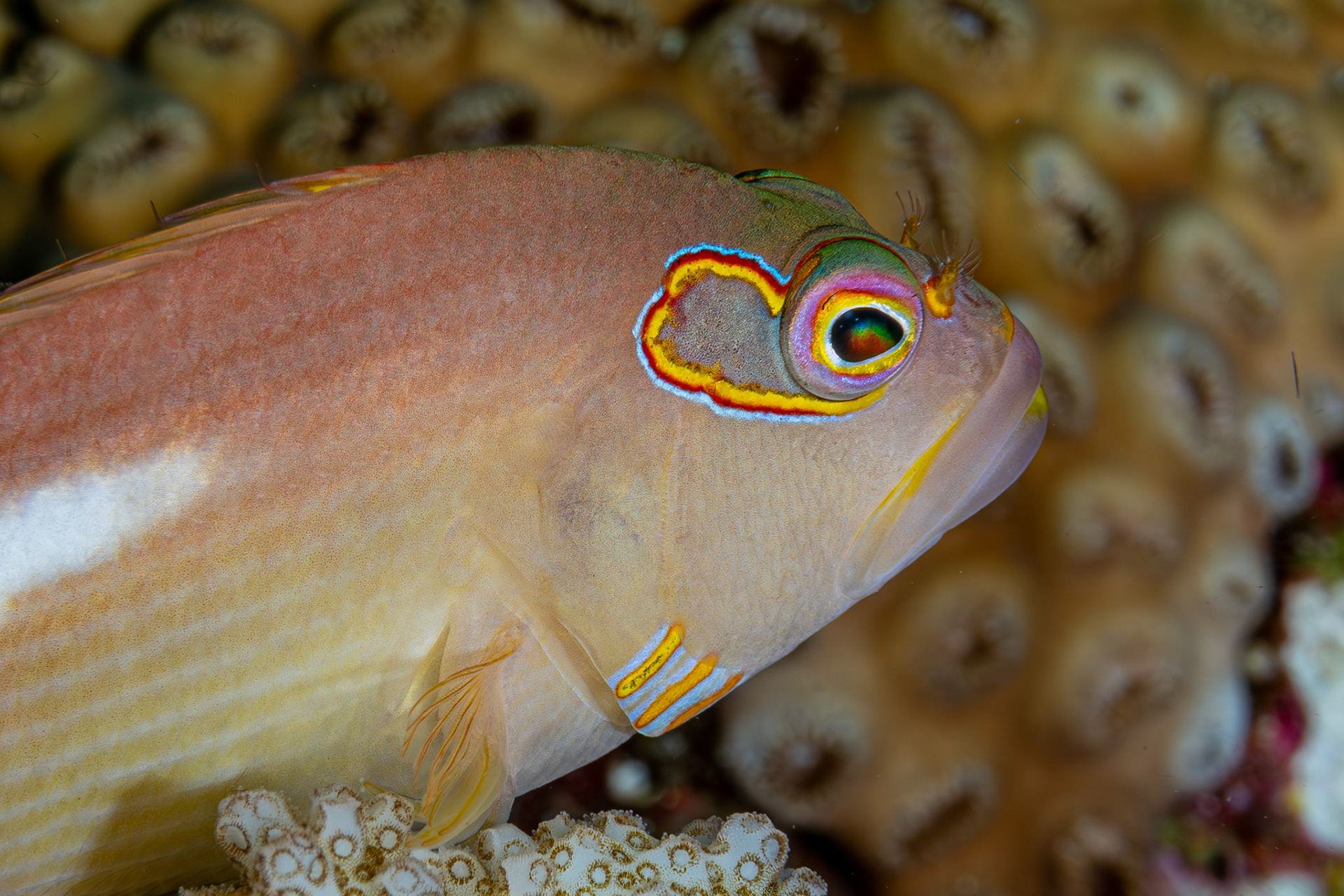 Arc-eye Hawkfish