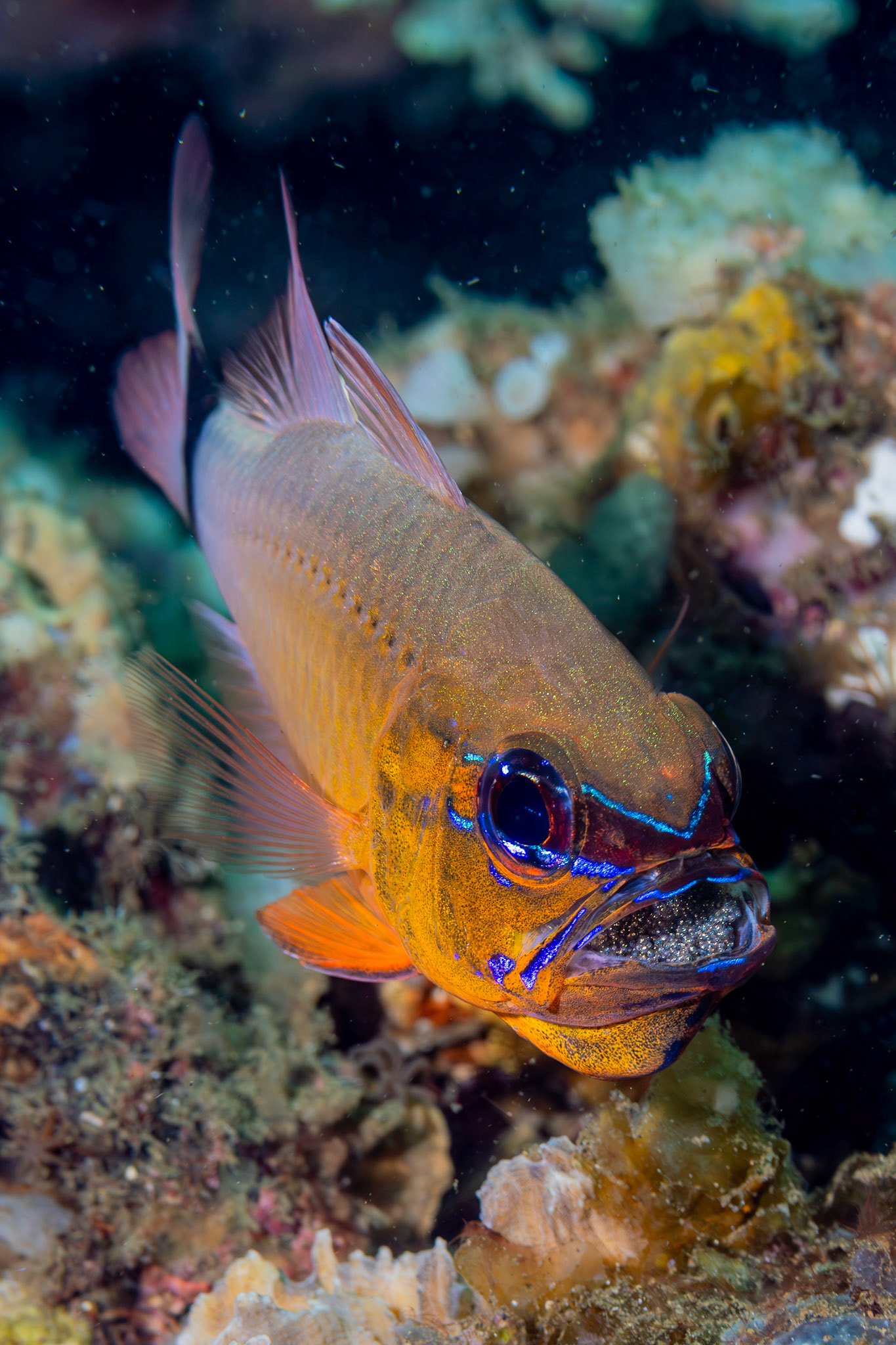 Cardinal Fish with eggs in its mouth