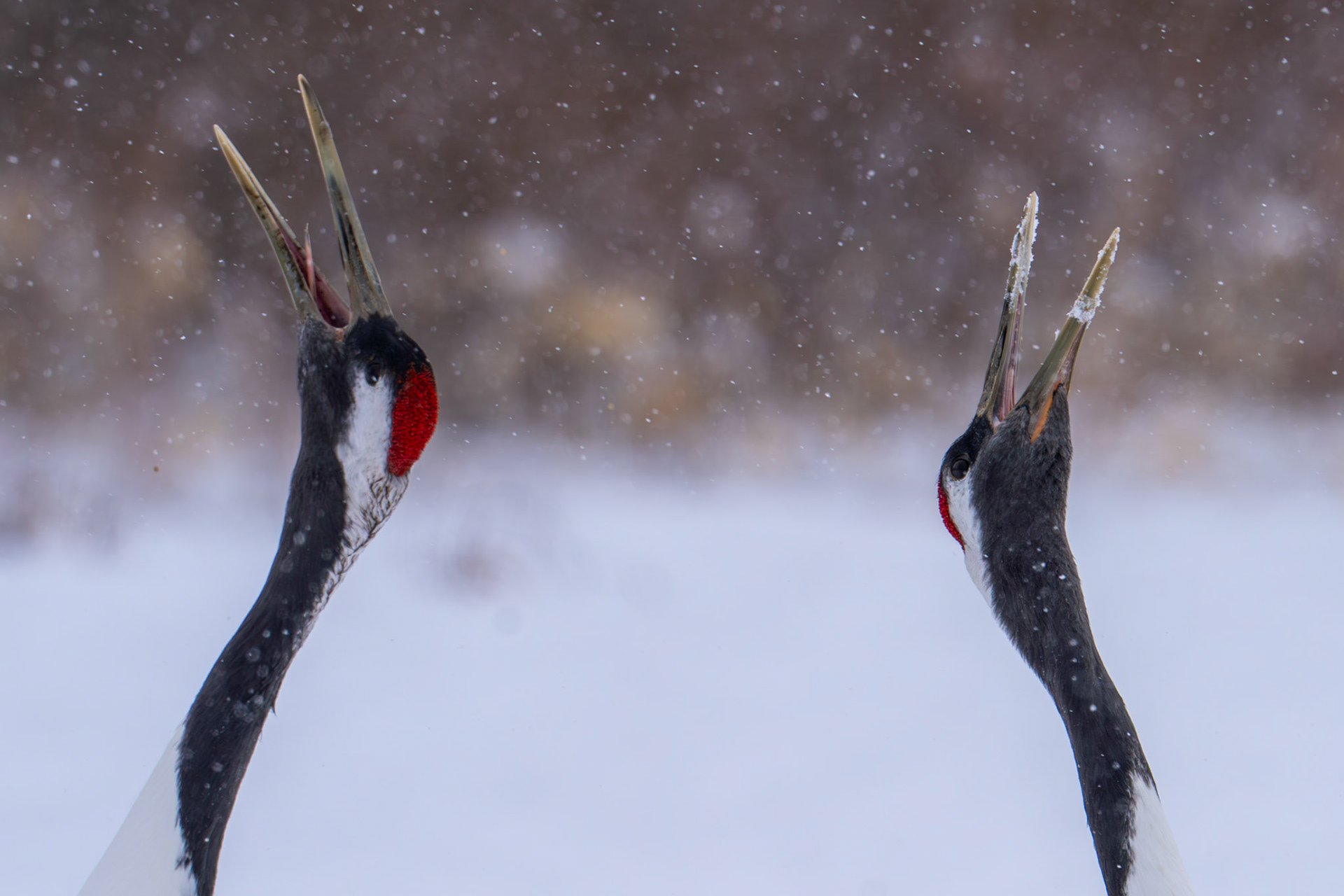 Red-crowned crane 丹頂鶴