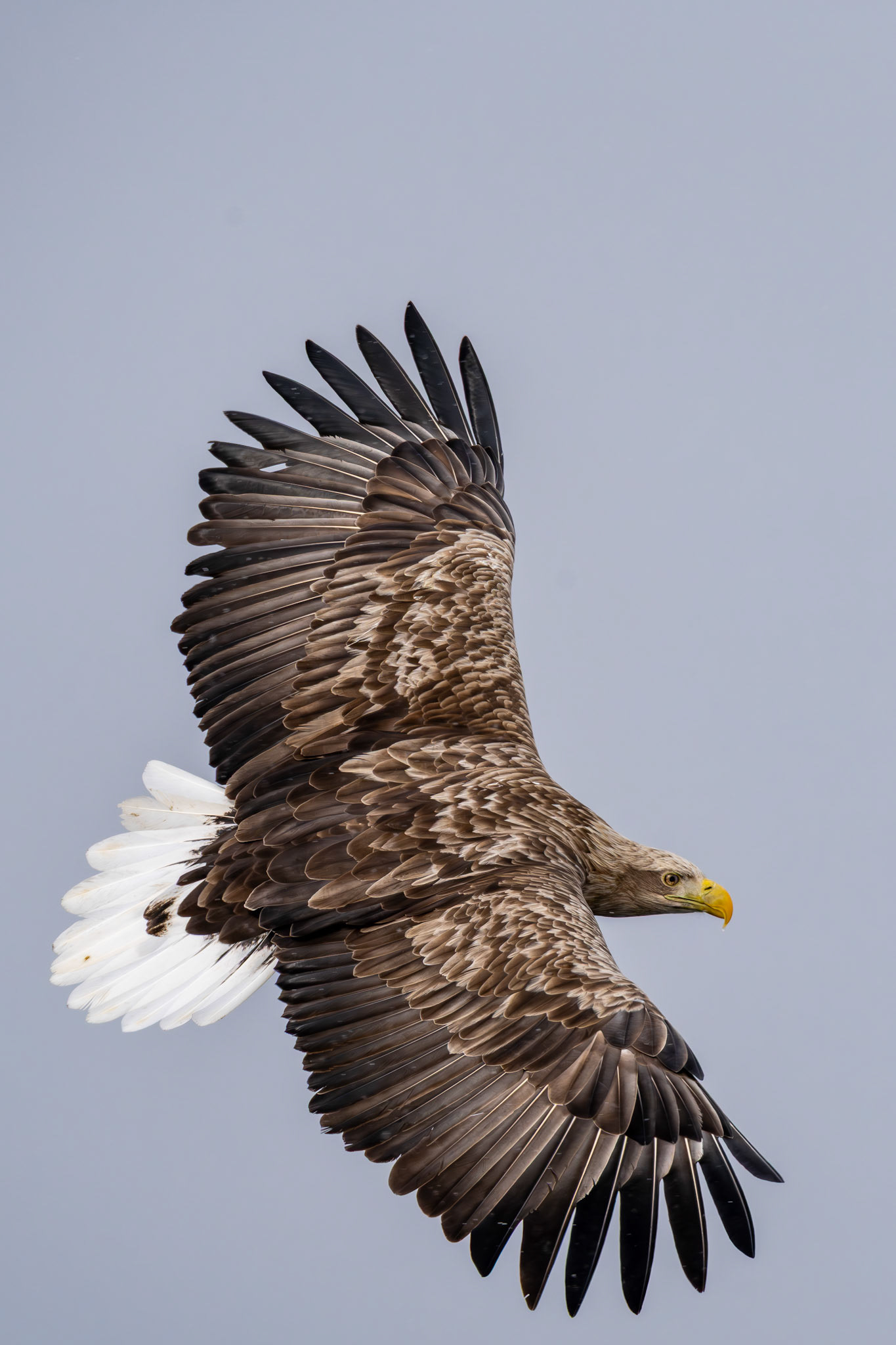 White Tailled Eagle