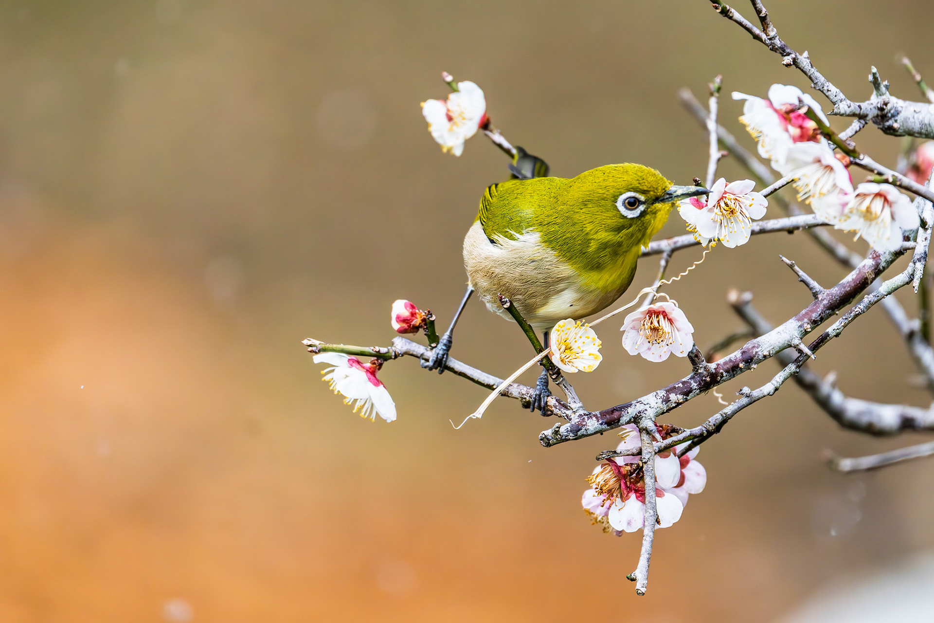 Japanese White eye